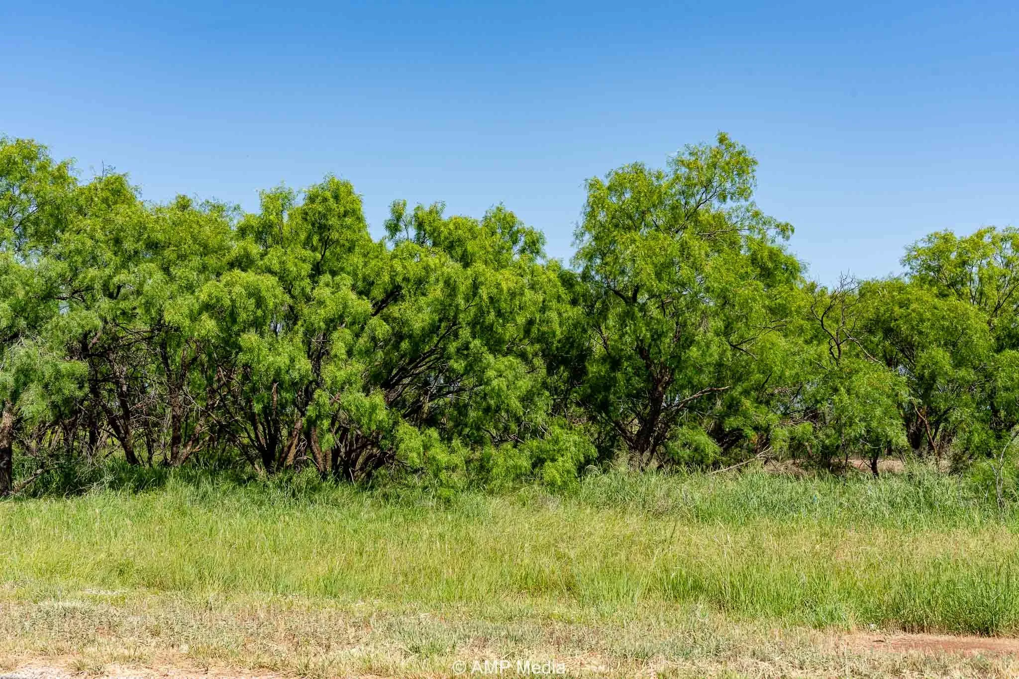 Unimproved Land For Sale in Fisher County , FM 2142 FM 2142, Rotan, Texas 79546, 0, 0, Garage spaces, 0 Sqft, built in 0, Price $126,157, mls#20956864, Real Estate Agent in Rotan, Homes For Sale in Fisher county, Homes For Sale in Rotan, Realtor in Rotan Texas, Real Estate Brokerage Independent Realty Texas, Luminita Cordes Realtor