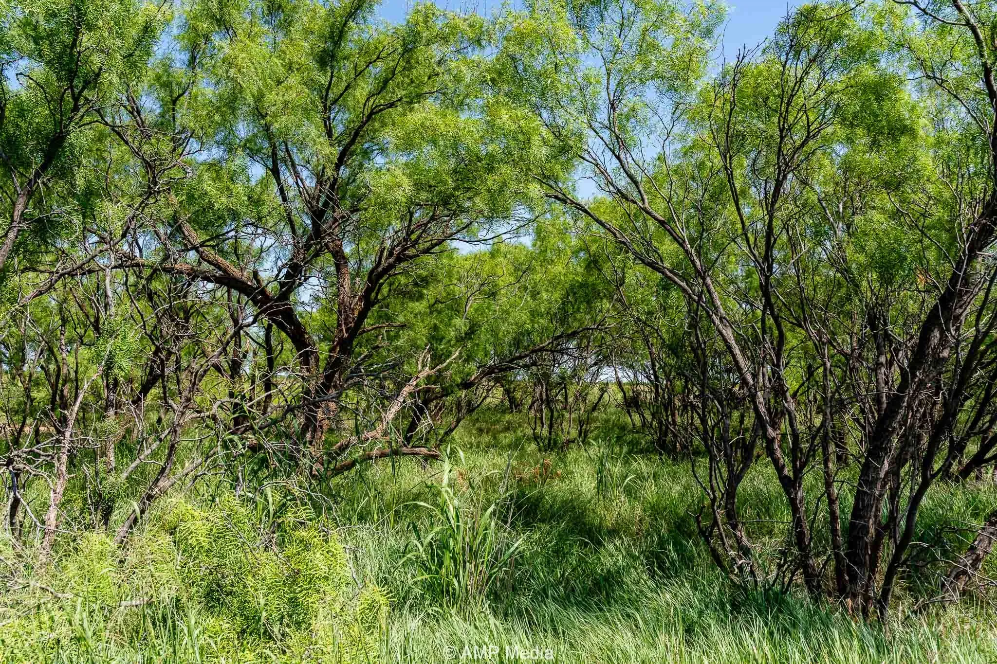 Unimproved Land For Sale in Fisher County , FM 2142 FM 2142, Rotan, Texas 79546, 0, 0, Garage spaces, 0 Sqft, built in 0, Price $126,157, mls#20956864, Real Estate Agent in Rotan, Homes For Sale in Fisher county, Homes For Sale in Rotan, Realtor in Rotan Texas, Real Estate Brokerage Independent Realty Texas, Luminita Cordes Realtor