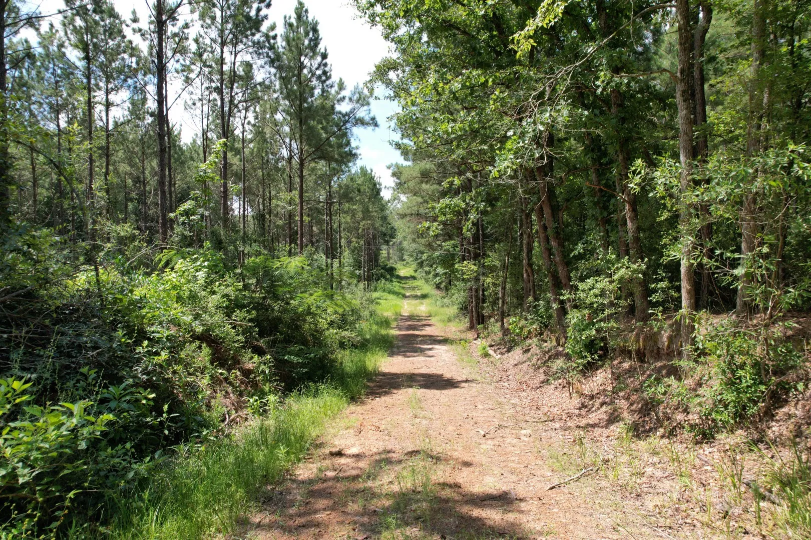 Unimproved Land For Sale in Shelby County , TBD County Road 3706, Tenaha, Texas 75974, 0, 0, Garage spaces, 0 Sqft, built in 0, Price $367,500, mls#20989642, Real Estate Agent in Tenaha, Homes For Sale in Shelby county, Homes For Sale in Tenaha, Realtor in Tenaha Texas, Real Estate Brokerage Independent Realty Texas, Luminita Cordes Realtor