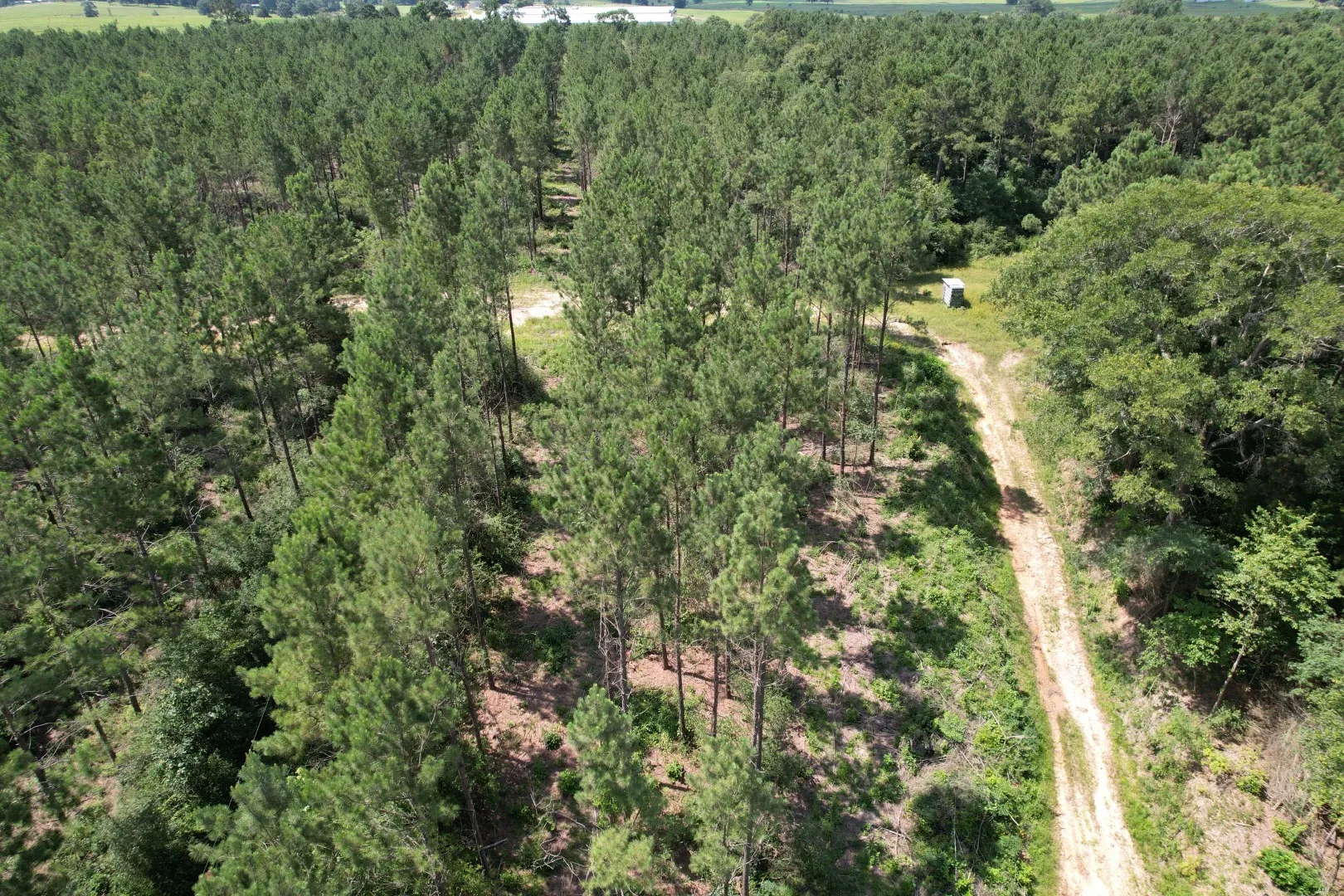 Unimproved Land For Sale in Shelby County , TBD County Road 3706, Tenaha, Texas 75974, 0, 0, Garage spaces, 0 Sqft, built in 0, Price $367,500, mls#20989642, Real Estate Agent in Tenaha, Homes For Sale in Shelby county, Homes For Sale in Tenaha, Realtor in Tenaha Texas, Real Estate Brokerage Independent Realty Texas, Luminita Cordes Realtor