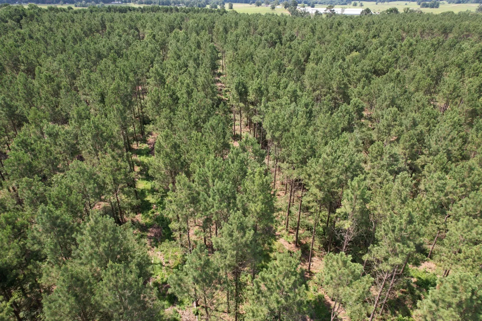 Unimproved Land For Sale in Shelby County , TBD County Road 3706, Tenaha, Texas 75974, 0, 0, Garage spaces, 0 Sqft, built in 0, Price $367,500, mls#20989642, Real Estate Agent in Tenaha, Homes For Sale in Shelby county, Homes For Sale in Tenaha, Realtor in Tenaha Texas, Real Estate Brokerage Independent Realty Texas, Luminita Cordes Realtor