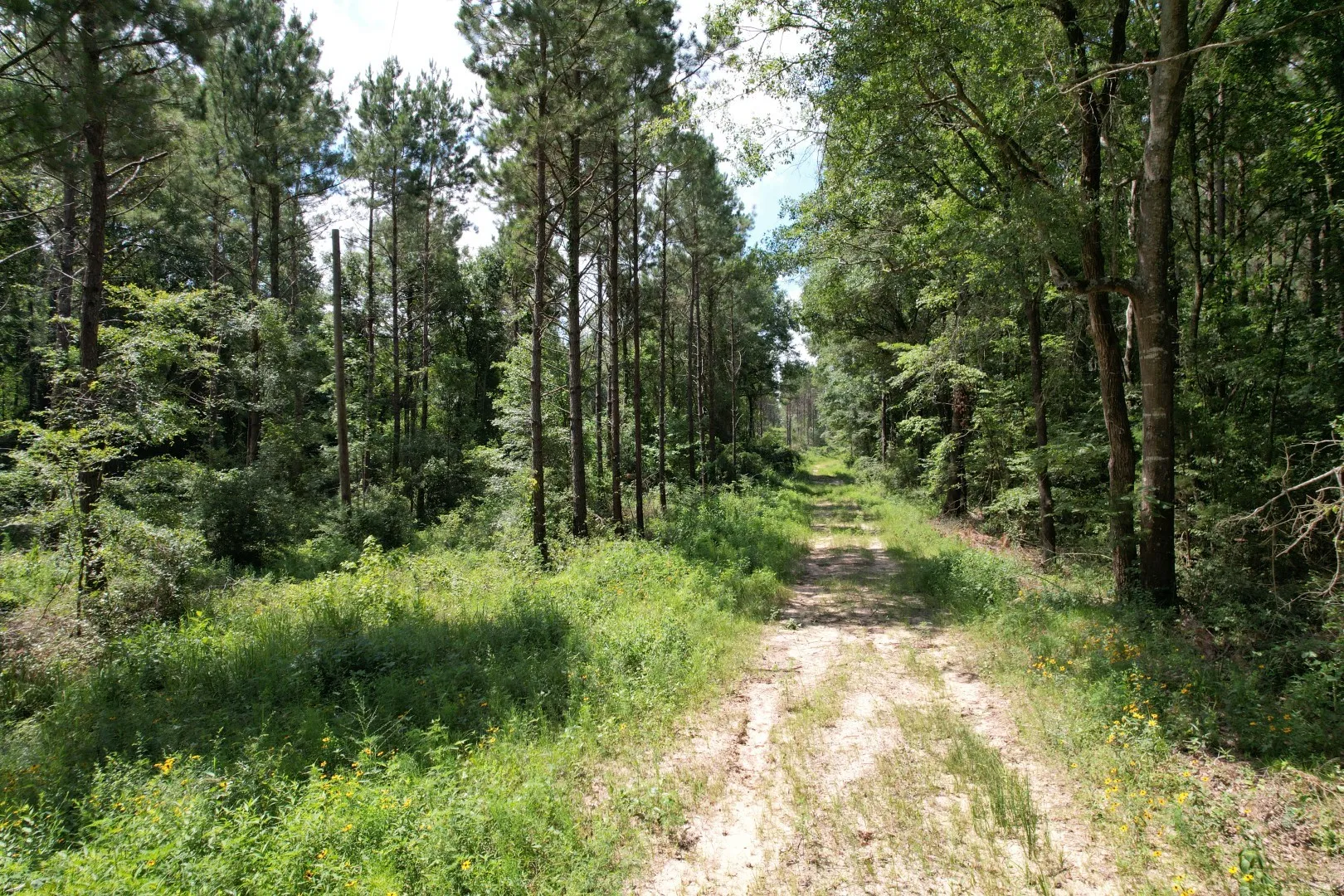 Unimproved Land For Sale in Shelby County , TBD County Road 3706, Tenaha, Texas 75974, 0, 0, Garage spaces, 0 Sqft, built in 0, Price $367,500, mls#20989642, Real Estate Agent in Tenaha, Homes For Sale in Shelby county, Homes For Sale in Tenaha, Realtor in Tenaha Texas, Real Estate Brokerage Independent Realty Texas, Luminita Cordes Realtor