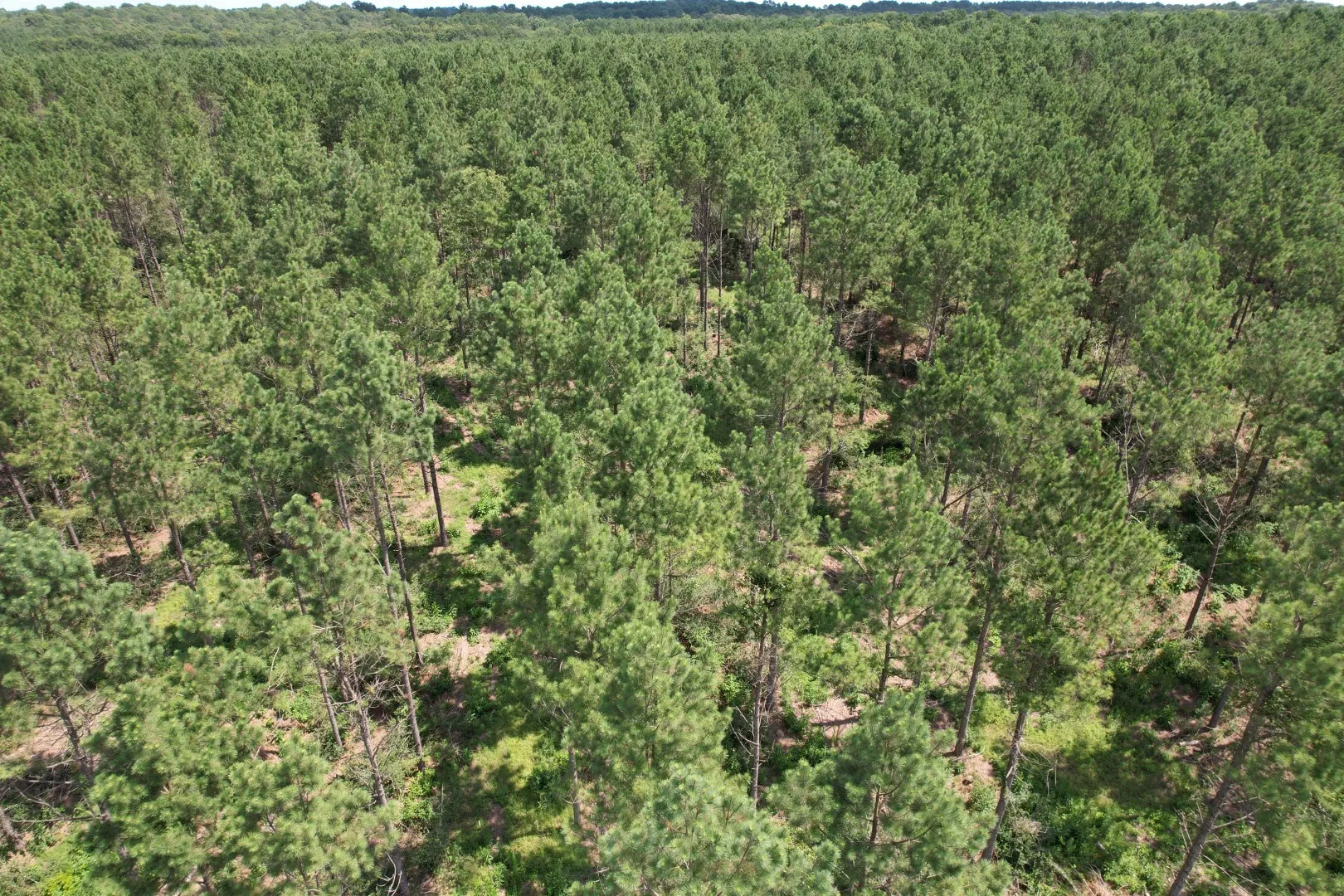 Unimproved Land For Sale in Shelby County , TBD County Road 3706, Tenaha, Texas 75974, 0, 0, Garage spaces, 0 Sqft, built in 0, Price $367,500, mls#20989642, Real Estate Agent in Tenaha, Homes For Sale in Shelby county, Homes For Sale in Tenaha, Realtor in Tenaha Texas, Real Estate Brokerage Independent Realty Texas, Luminita Cordes Realtor