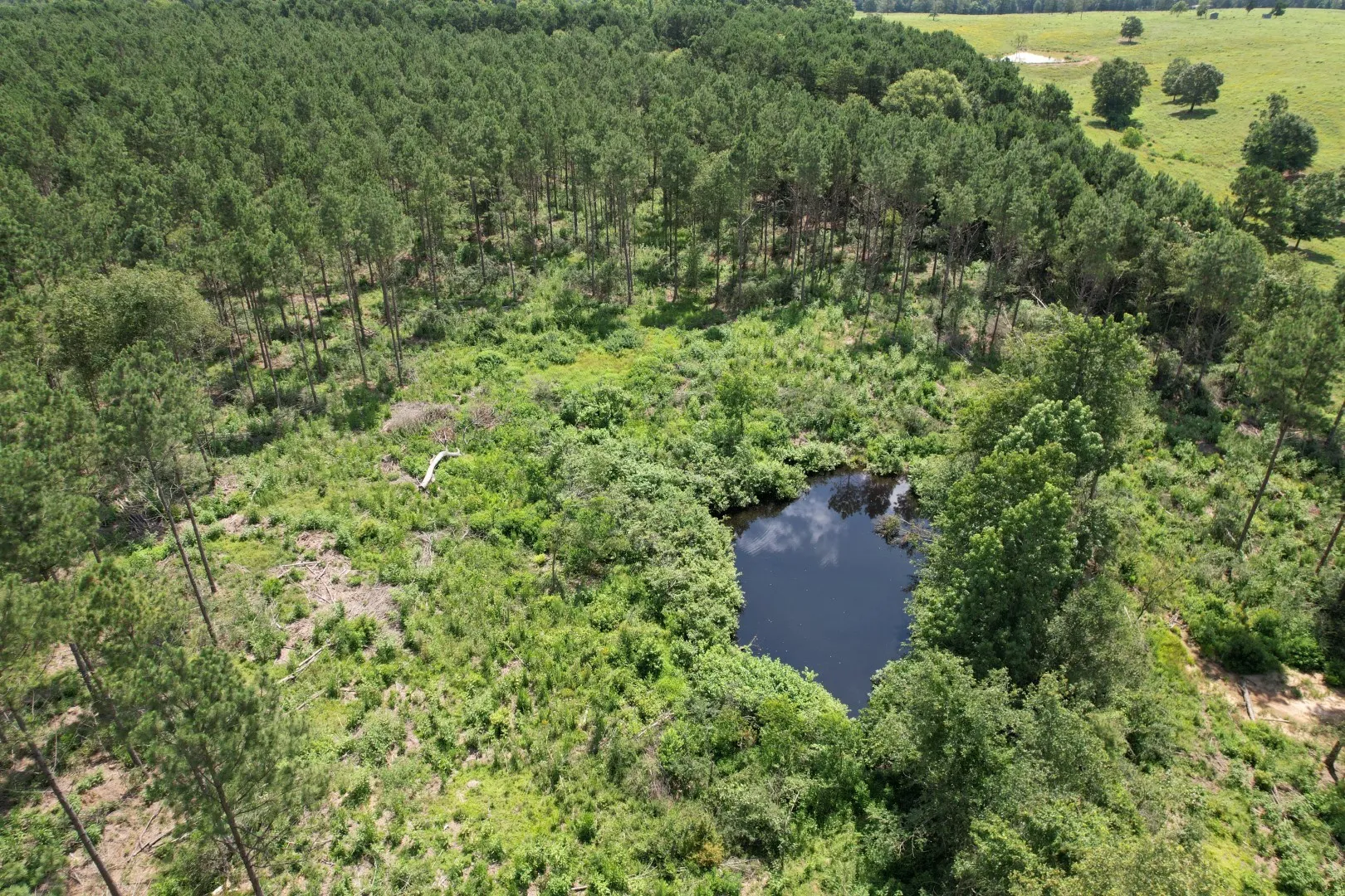 Unimproved Land For Sale in Shelby County , TBD County Road 3706, Tenaha, Texas 75974, 0, 0, Garage spaces, 0 Sqft, built in 0, Price $367,500, mls#20989642, Real Estate Agent in Tenaha, Homes For Sale in Shelby county, Homes For Sale in Tenaha, Realtor in Tenaha Texas, Real Estate Brokerage Independent Realty Texas, Luminita Cordes Realtor