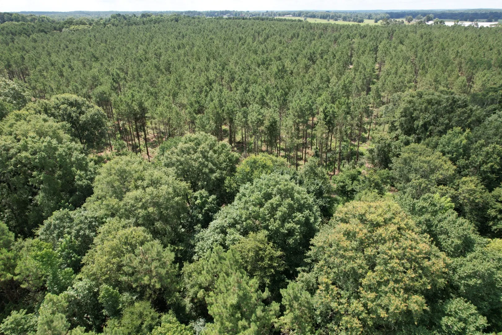 Unimproved Land For Sale in Shelby County , TBD County Road 3706, Tenaha, Texas 75974, 0, 0, Garage spaces, 0 Sqft, built in 0, Price $367,500, mls#20989642, Real Estate Agent in Tenaha, Homes For Sale in Shelby county, Homes For Sale in Tenaha, Realtor in Tenaha Texas, Real Estate Brokerage Independent Realty Texas, Luminita Cordes Realtor
