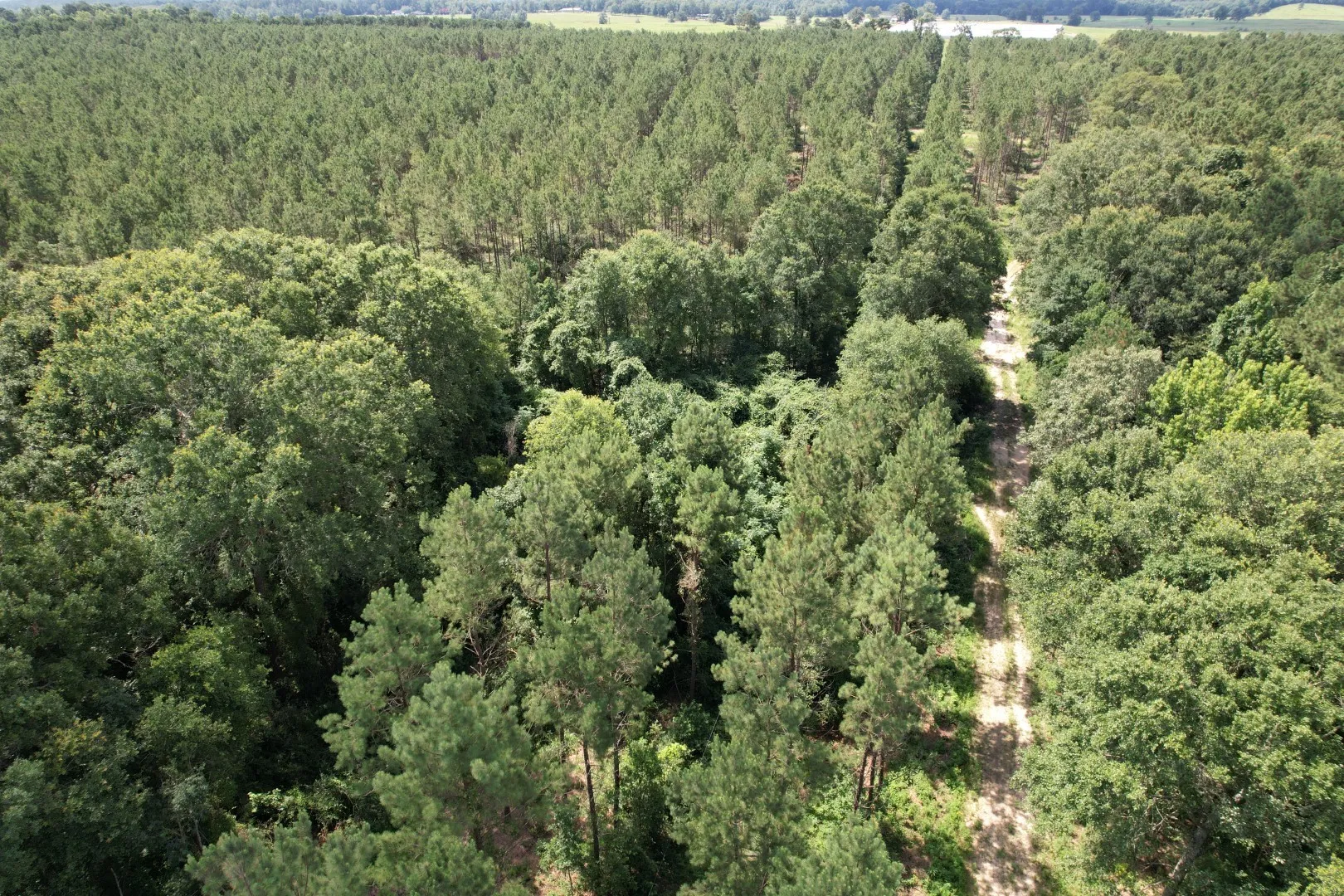 Unimproved Land For Sale in Shelby County , TBD County Road 3706, Tenaha, Texas 75974, 0, 0, Garage spaces, 0 Sqft, built in 0, Price $367,500, mls#20989642, Real Estate Agent in Tenaha, Homes For Sale in Shelby county, Homes For Sale in Tenaha, Realtor in Tenaha Texas, Real Estate Brokerage Independent Realty Texas, Luminita Cordes Realtor