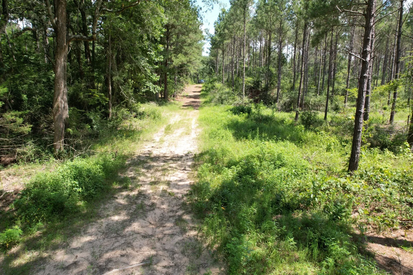 Unimproved Land For Sale in Shelby County , TBD County Road 3706, Tenaha, Texas 75974, 0, 0, Garage spaces, 0 Sqft, built in 0, Price $367,500, mls#20989642, Real Estate Agent in Tenaha, Homes For Sale in Shelby county, Homes For Sale in Tenaha, Realtor in Tenaha Texas, Real Estate Brokerage Independent Realty Texas, Luminita Cordes Realtor