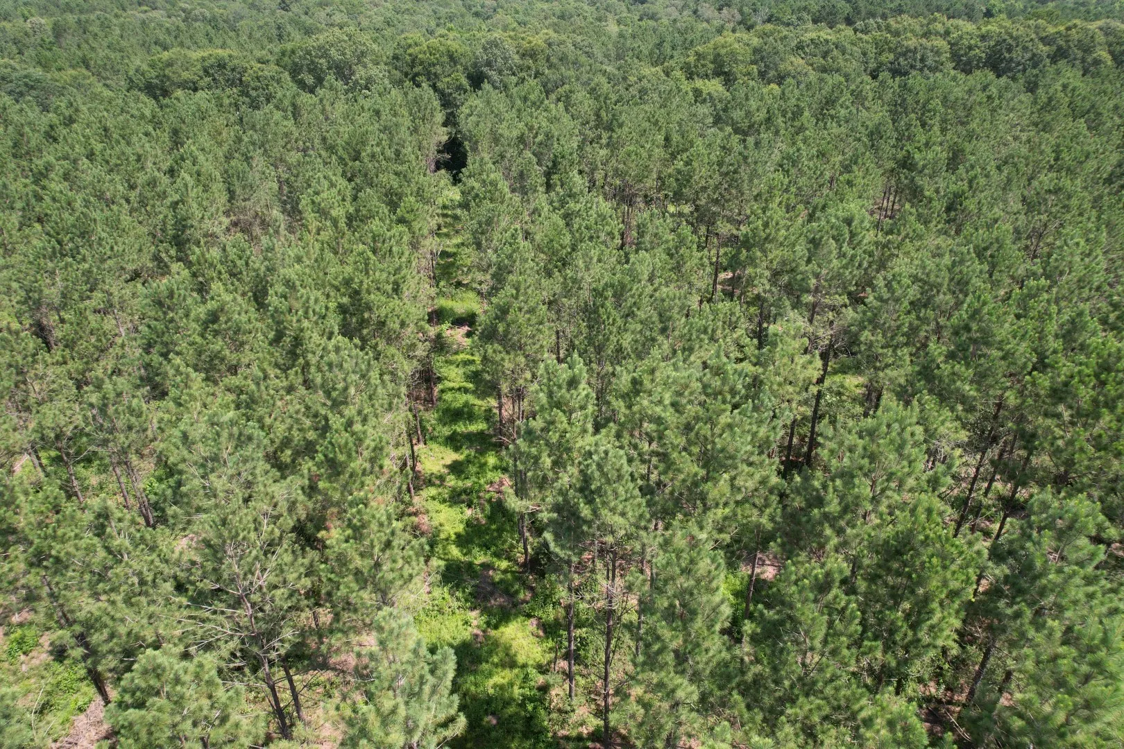 Unimproved Land For Sale in Shelby County , TBD County Road 3706, Tenaha, Texas 75974, 0, 0, Garage spaces, 0 Sqft, built in 0, Price $367,500, mls#20989642, Real Estate Agent in Tenaha, Homes For Sale in Shelby county, Homes For Sale in Tenaha, Realtor in Tenaha Texas, Real Estate Brokerage Independent Realty Texas, Luminita Cordes Realtor