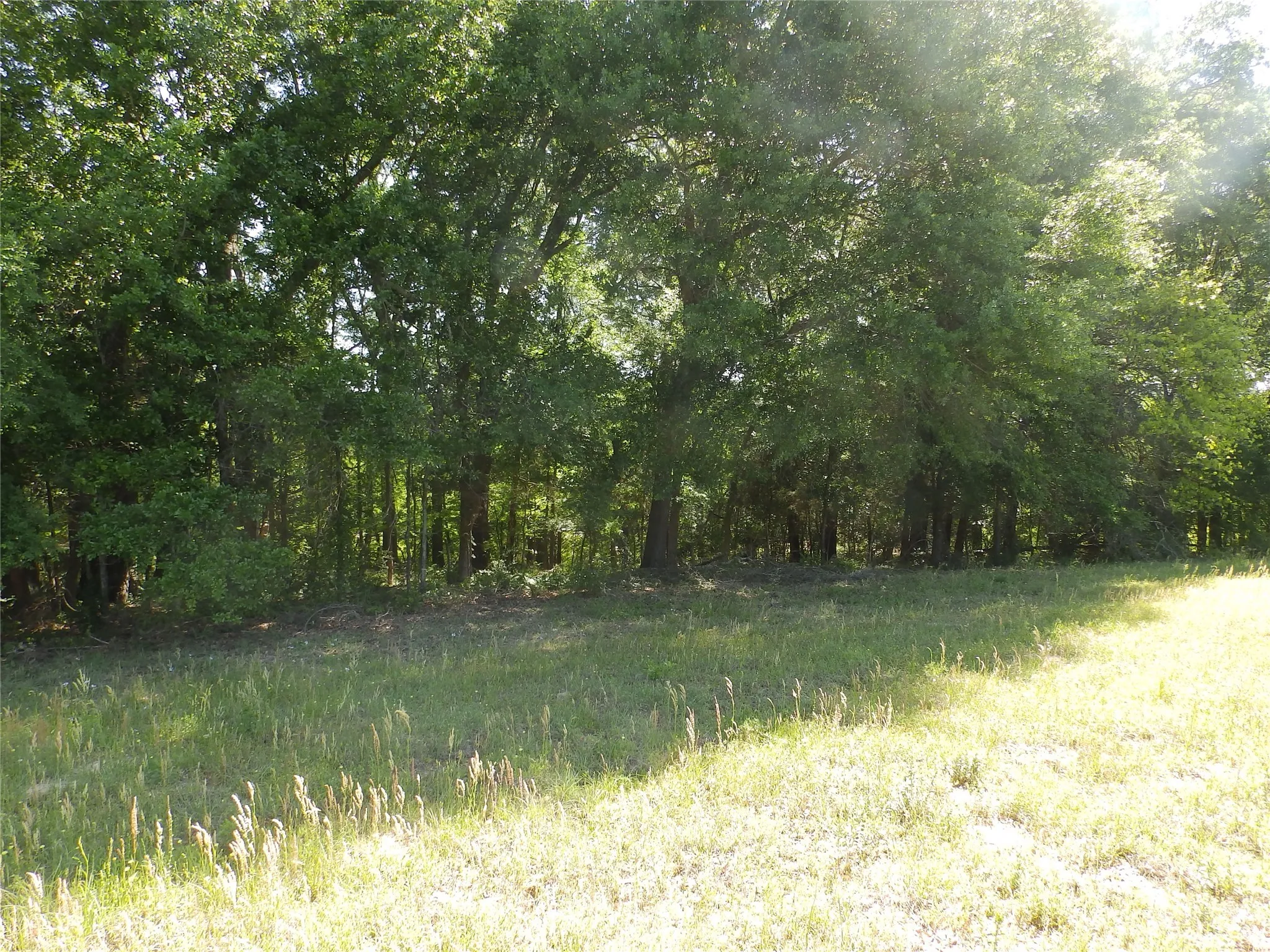 Unimproved Land For Sale in Anderson County , 3168 Hwy 175, Frankston, Texas 75763, 0, 0, Garage spaces, 0 Sqft, built in 0, mls#20991064, Real Estate Agent in Frankston, Homes For Sale in Anderson county, Homes For Sale in Frankston, Realtor in Frankston Texas, Real Estate Brokerage Independent Realty Texas, Luminita Cordes Realtor