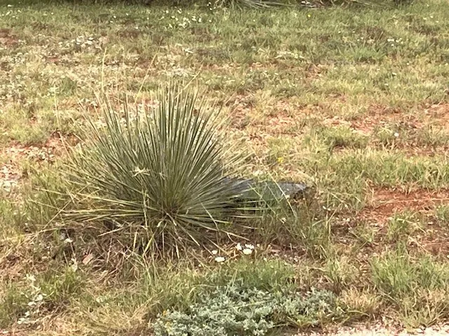 Unimproved Land For Sale in Taylor County , TBD1 County Road 405, Merkel, Texas 79536, 0, 0, Garage spaces, 0 Sqft, built in 0, Price $120,900, mls#20992566, Real Estate Agent in Merkel, Homes For Sale in Taylor county, Homes For Sale in Merkel, Realtor in Merkel Texas, Real Estate Brokerage Independent Realty Texas, Luminita Cordes Realtor