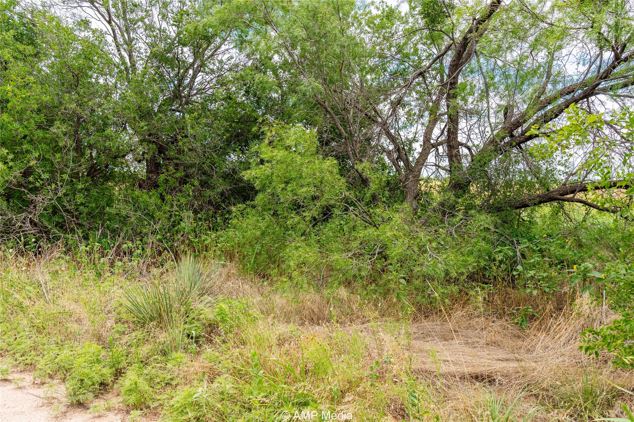 View of undeveloped land