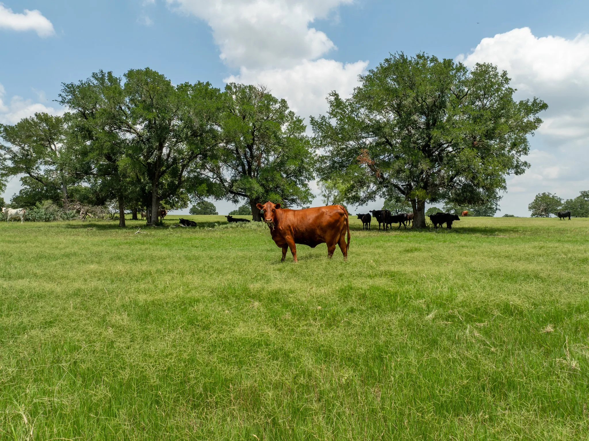 Farm For Sale in Coryell County , 5315 Fm 932, Jonesboro, Texas 76538, 3 Bedrooms, 2 Bathrooms, 2 Garage spaces, 1,812 Sqft, built in 1966, Preowned, Price $4,999,500, mls#20993775, Real Estate Agent in Jonesboro, Homes For Sale in Coryell county, Homes For Sale in Jonesboro, Realtor in Jonesboro Texas, Real Estate Brokerage Independent Realty Texas, Luminita Cordes Realtor