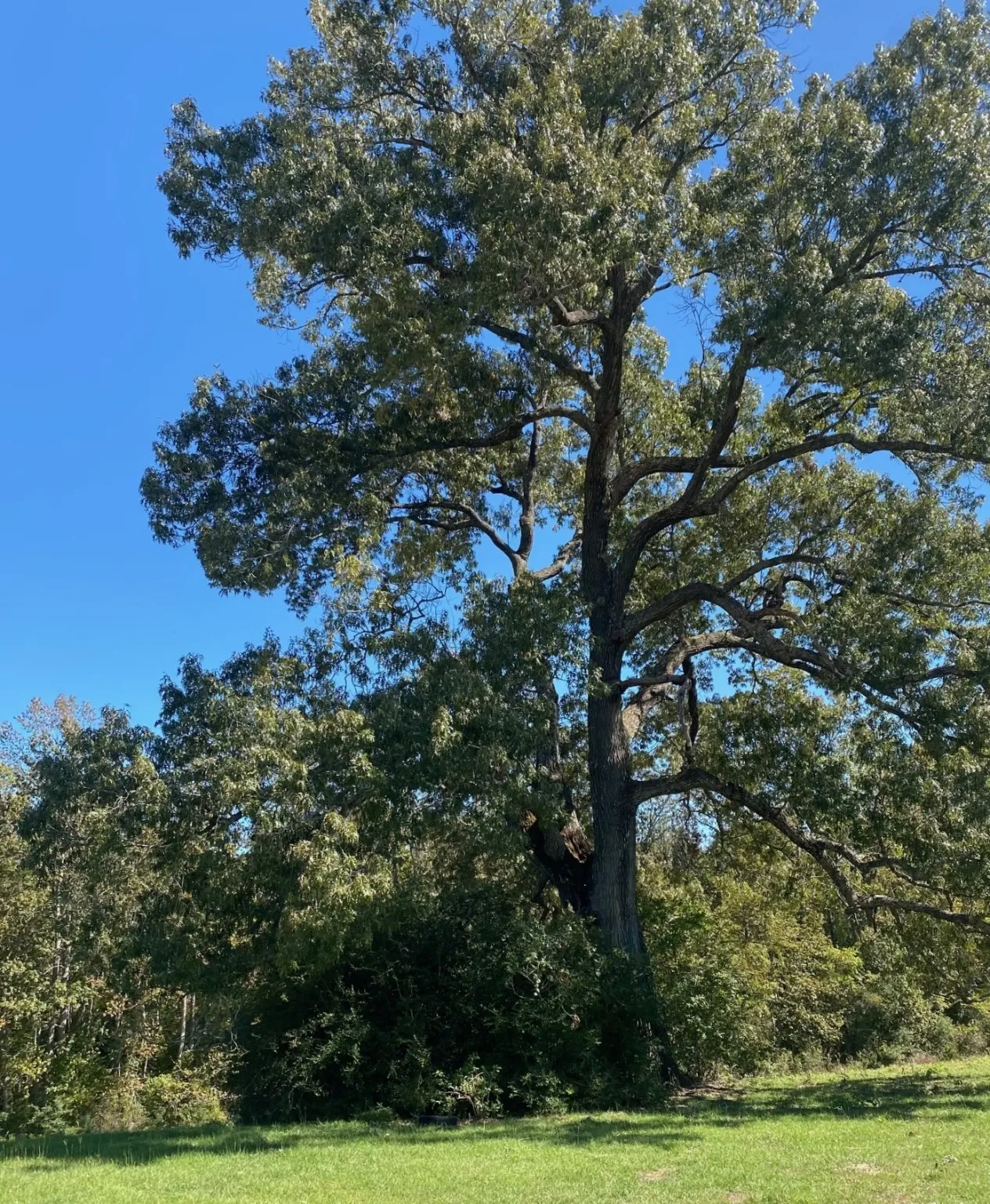 Ranch For Sale in Leon County , 009 County Rd 242, Oakwood, Texas 75855, 0, 0, Garage spaces, 0 Sqft, built in 0, Price $140,000, mls#20994704, Real Estate Agent in Oakwood, Homes For Sale in Leon county, Homes For Sale in Oakwood, Realtor in Oakwood Texas, Real Estate Brokerage Independent Realty Texas, Luminita Cordes Realtor