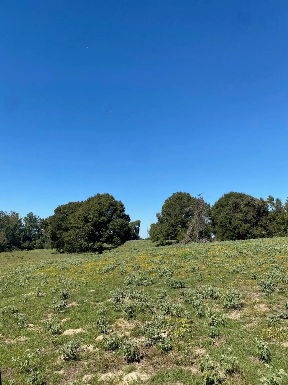 Ranch For Sale in Leon County , 009 County Rd 242, Oakwood, Texas 75855, 0, 0, Garage spaces, 0 Sqft, built in 0, Price $140,000, mls#20994704, Real Estate Agent in Oakwood, Homes For Sale in Leon county, Homes For Sale in Oakwood, Realtor in Oakwood Texas, Real Estate Brokerage Independent Realty Texas, Luminita Cordes Realtor