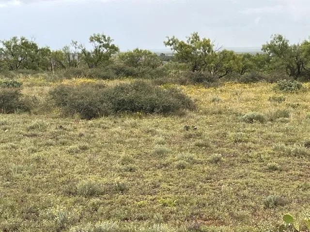 Unimproved Land For Sale in Taylor County , TBD3 County Road 405, Merkel, Texas 79536, 0, 0, Garage spaces, 0 Sqft, built in 0, Price $88,000, mls#20995881, Real Estate Agent in Merkel, Homes For Sale in Taylor county, Homes For Sale in Merkel, Realtor in Merkel Texas, Real Estate Brokerage Independent Realty Texas, Luminita Cordes Realtor