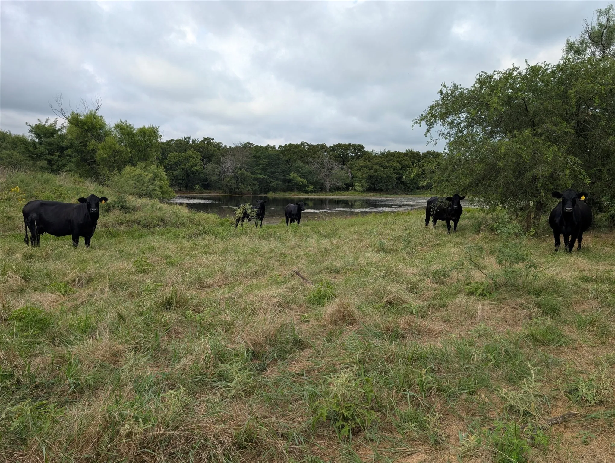 Cow-calf stock