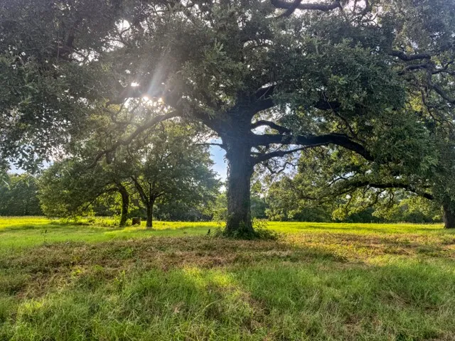Ranch For Sale in Smith County , 19574 FM 1253, Lindale, Texas 75771, 0, 0, Garage spaces, 0 Sqft, built in 0, Price $700,000, mls#20996971, Real Estate Agent in Lindale, Homes For Sale in Smith county, Homes For Sale in Lindale, Realtor in Lindale Texas, Real Estate Brokerage Independent Realty Texas, Luminita Cordes Realtor