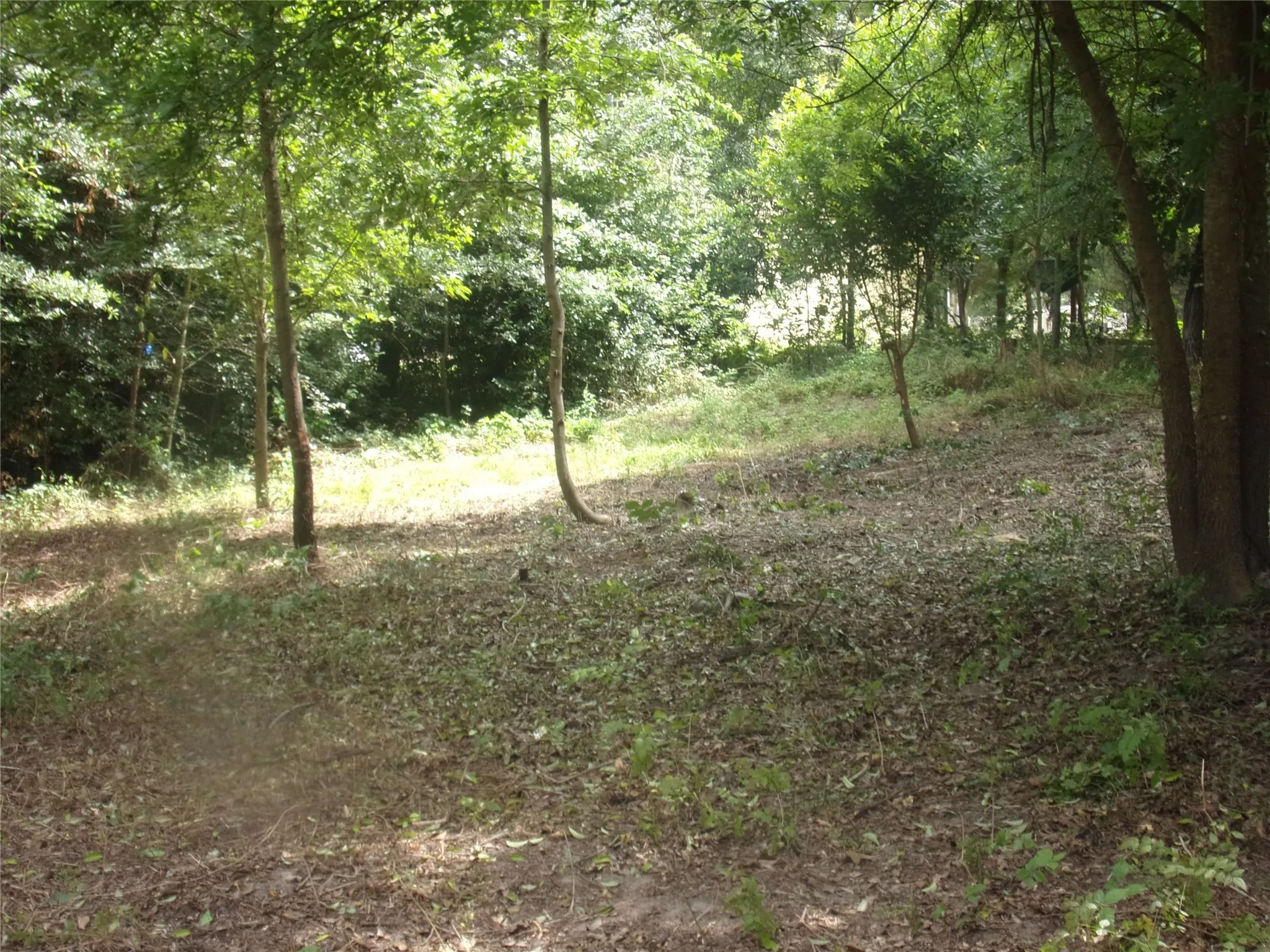 View of lot with many trees.