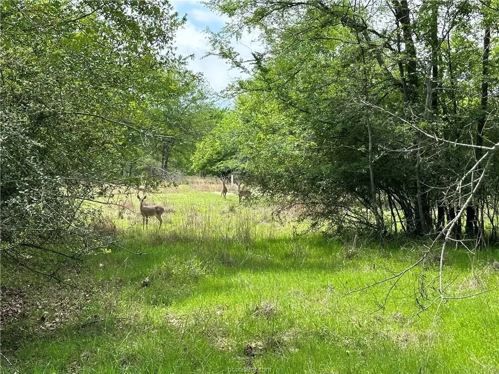 View of undeveloped land