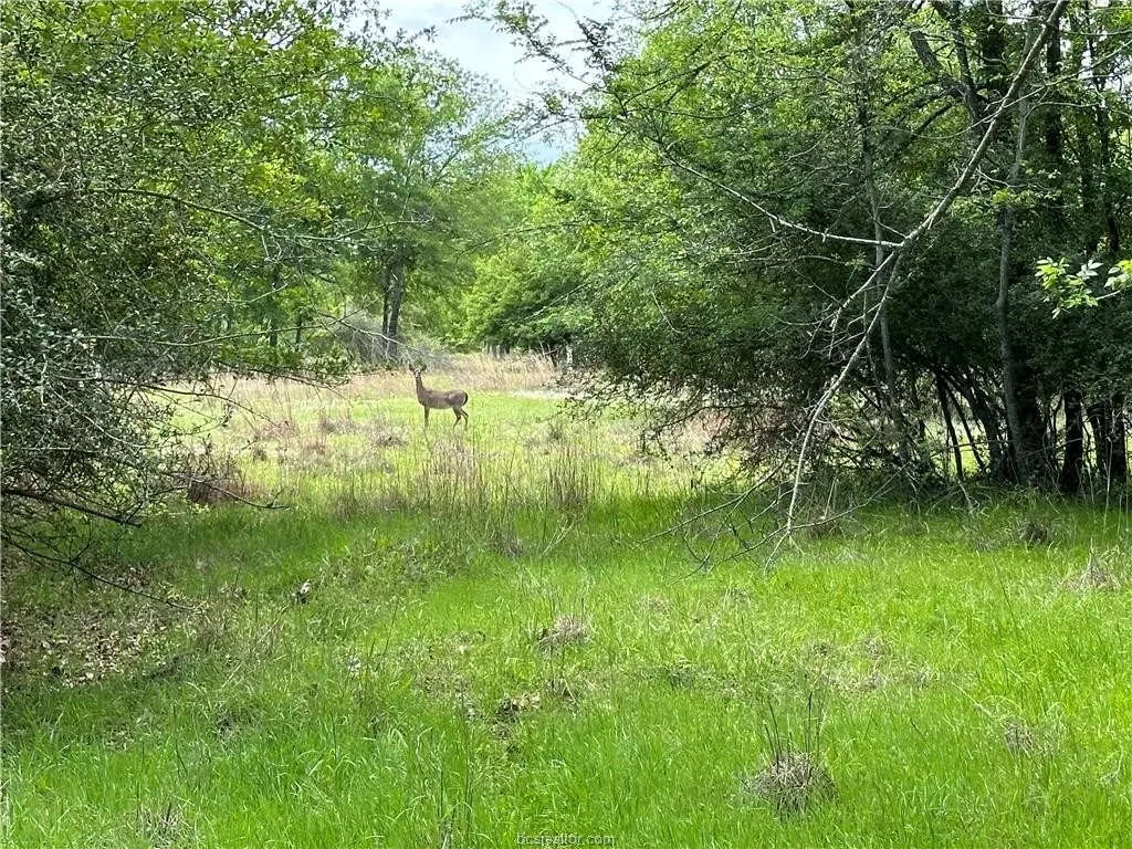 View of wooded area