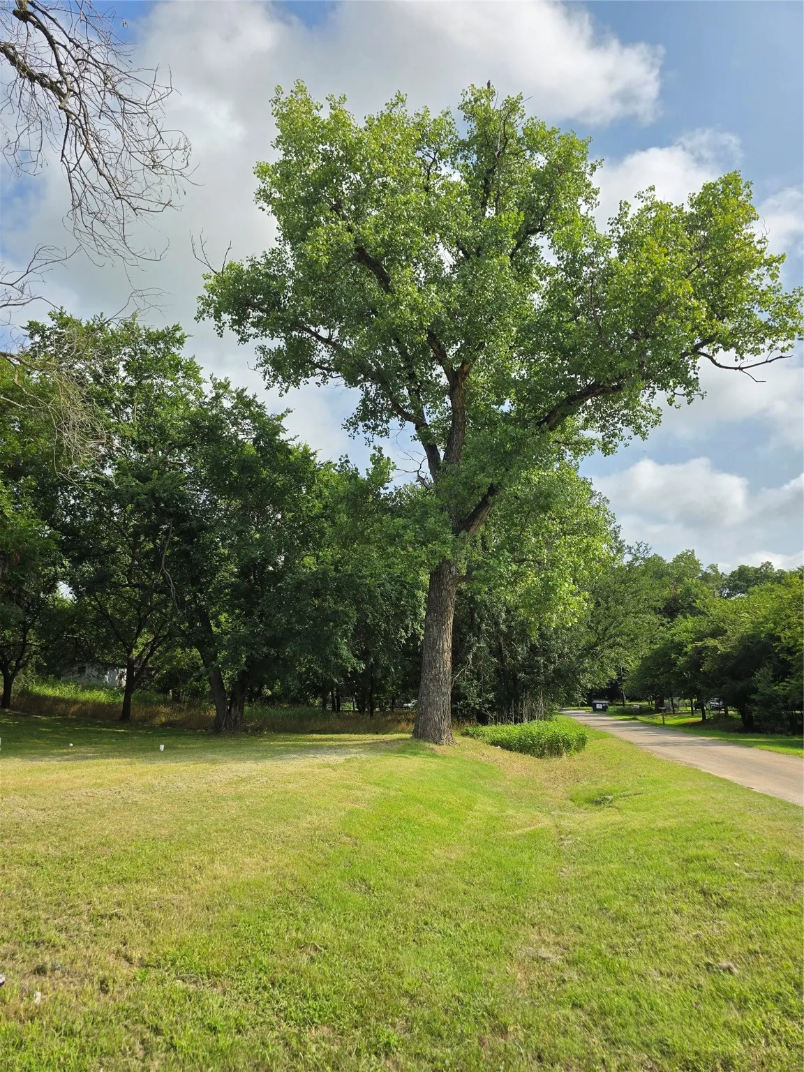 View of grassy yard