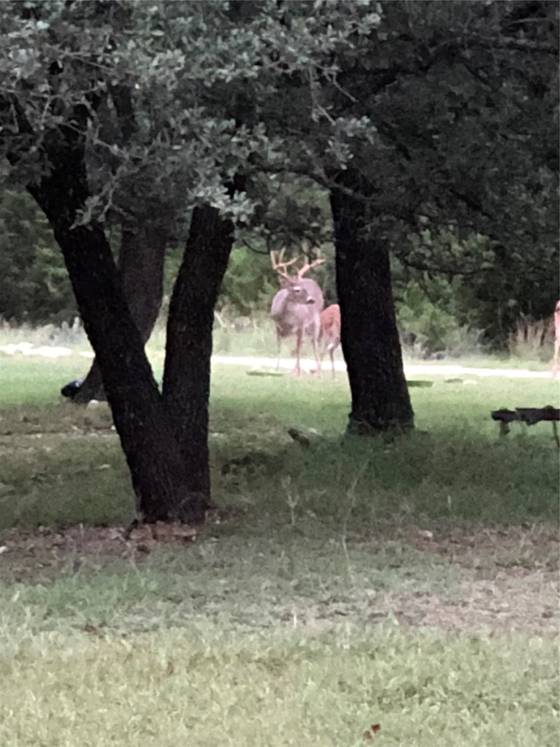 Unimproved Land For Sale in Bosque County , TBD CR 1524, Morgan, Texas 76671, 0, 0, Garage spaces, 0 Sqft, built in 0, Price $125,000, mls#21005187, Real Estate Agent in Morgan, Homes For Sale in Bosque county, Homes For Sale in Morgan, Realtor in Morgan Texas, Real Estate Brokerage Independent Realty Texas, Luminita Cordes Realtor