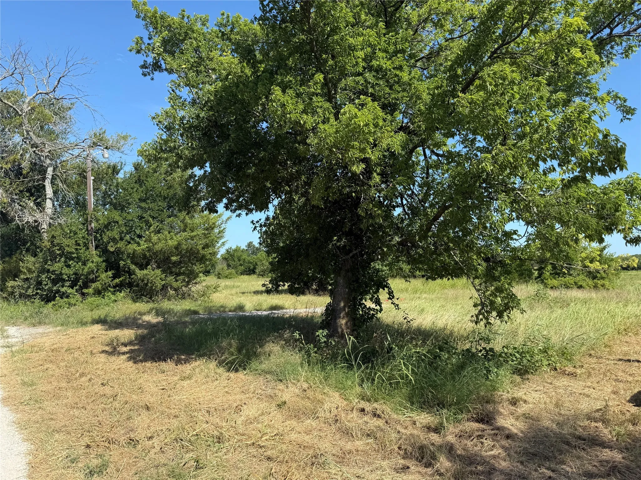View of local wilderness