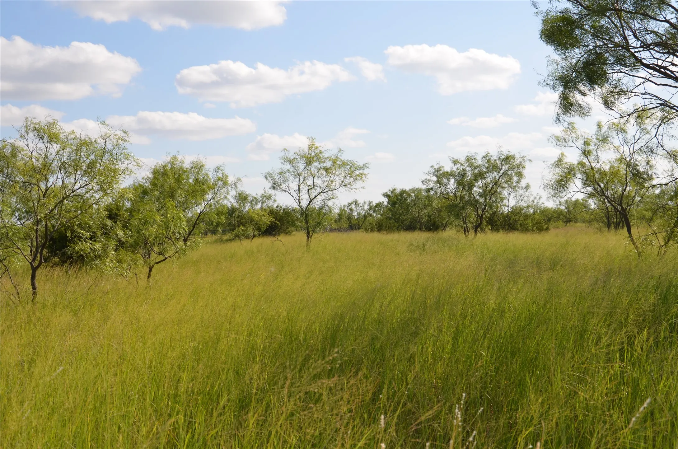 Ranch For Sale in Taylor County , TBD CR 212, Wingate, Texas 79566, 0, 0, Garage spaces, 0 Sqft, built in 0, Price $70,000, mls#21007532, Real Estate Agent in Wingate, Homes For Sale in Taylor county, Homes For Sale in Wingate, Realtor in Wingate Texas, Real Estate Brokerage Independent Realty Texas, Luminita Cordes Realtor