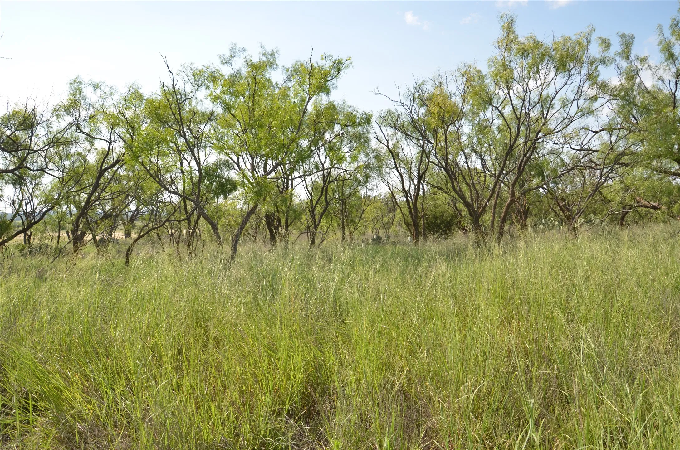 Ranch For Sale in Taylor County , TBD CR 212, Wingate, Texas 79566, 0, 0, Garage spaces, 0 Sqft, built in 0, Price $70,000, mls#21007532, Real Estate Agent in Wingate, Homes For Sale in Taylor county, Homes For Sale in Wingate, Realtor in Wingate Texas, Real Estate Brokerage Independent Realty Texas, Luminita Cordes Realtor