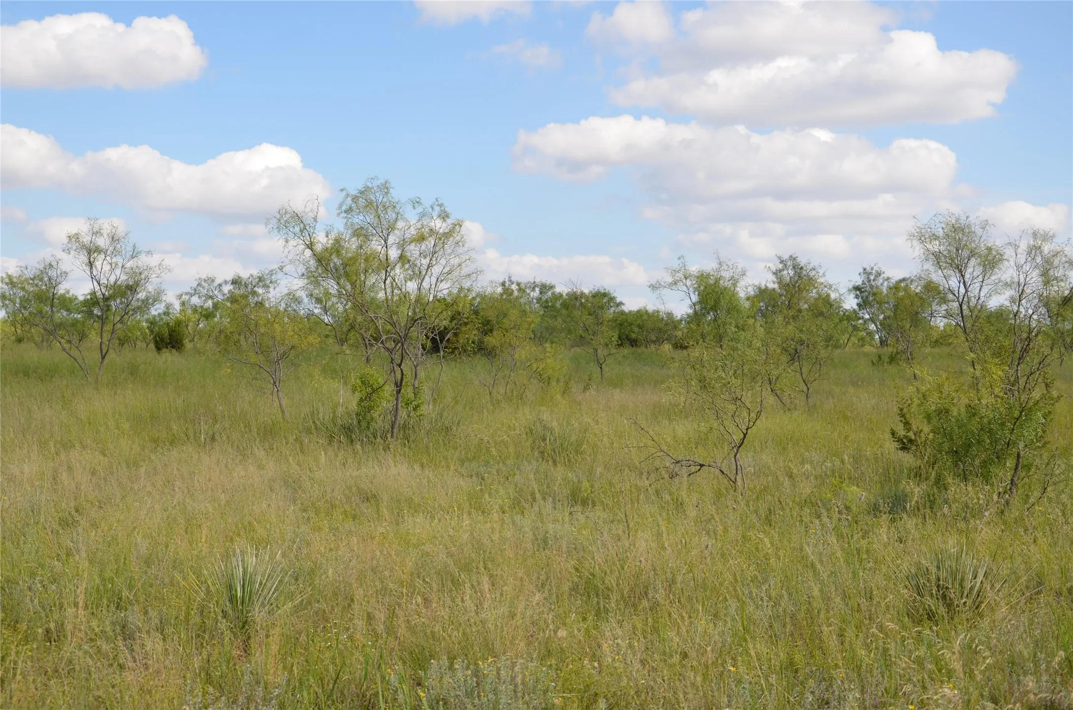 Ranch For Sale in Taylor County , TBD CR 212, Wingate, Texas 79566, 0, 0, Garage spaces, 0 Sqft, built in 0, Price $70,000, mls#21007532, Real Estate Agent in Wingate, Homes For Sale in Taylor county, Homes For Sale in Wingate, Realtor in Wingate Texas, Real Estate Brokerage Independent Realty Texas, Luminita Cordes Realtor