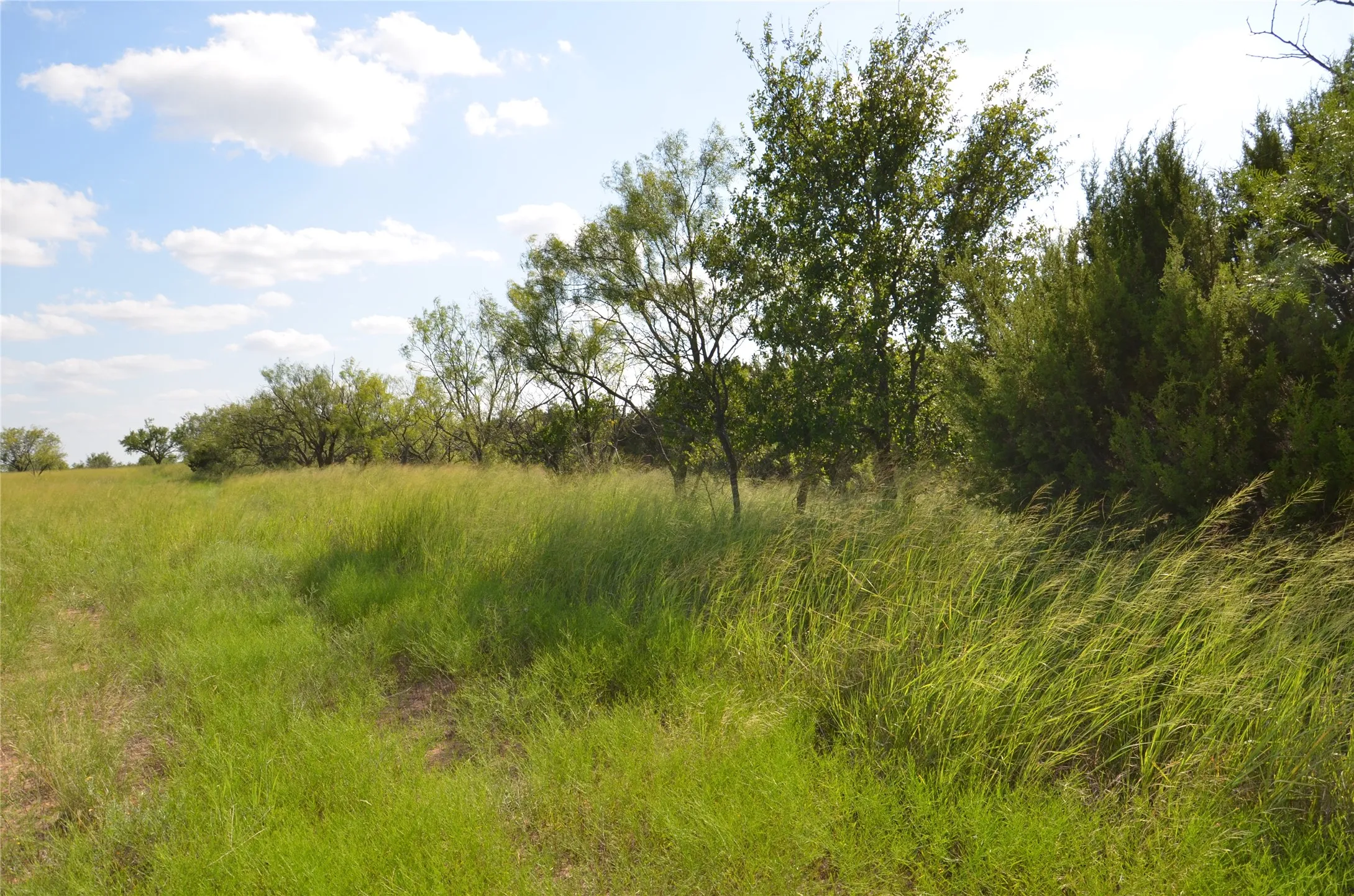 Ranch For Sale in Taylor County , TBD CR 212, Wingate, Texas 79566, 0, 0, Garage spaces, 0 Sqft, built in 0, Price $70,000, mls#21007532, Real Estate Agent in Wingate, Homes For Sale in Taylor county, Homes For Sale in Wingate, Realtor in Wingate Texas, Real Estate Brokerage Independent Realty Texas, Luminita Cordes Realtor