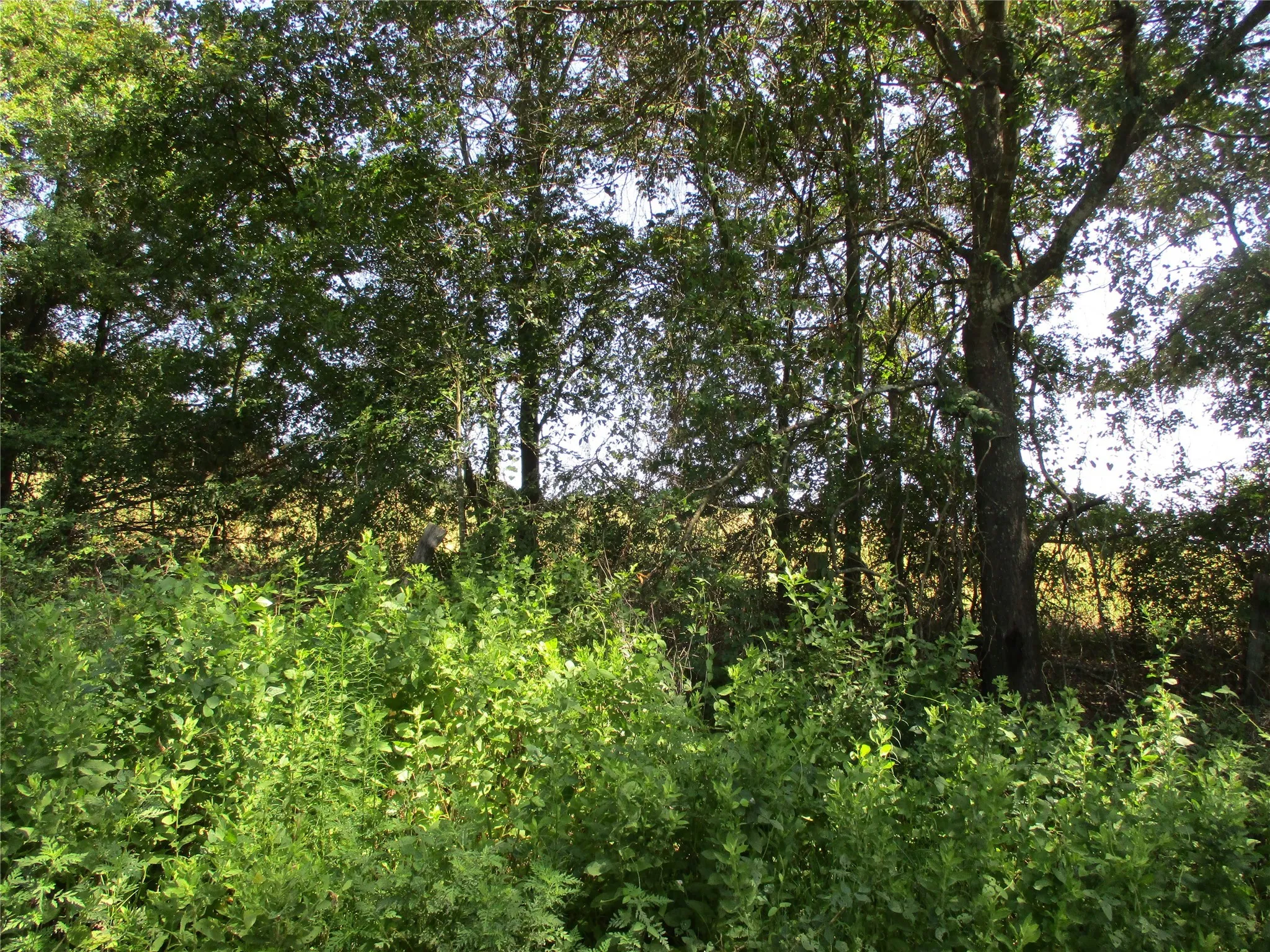 Unimproved Land For Sale in Rains County , TBD RS COUNTY ROAD 4020, Emory, Texas 75440, 0, 0, Garage spaces, 0 Sqft, built in 0, Price $3,180,000, mls#21008391, Real Estate Agent in Emory, Homes For Sale in Rains county, Homes For Sale in Emory, Realtor in Emory Texas, Real Estate Brokerage Independent Realty Texas, Luminita Cordes Realtor