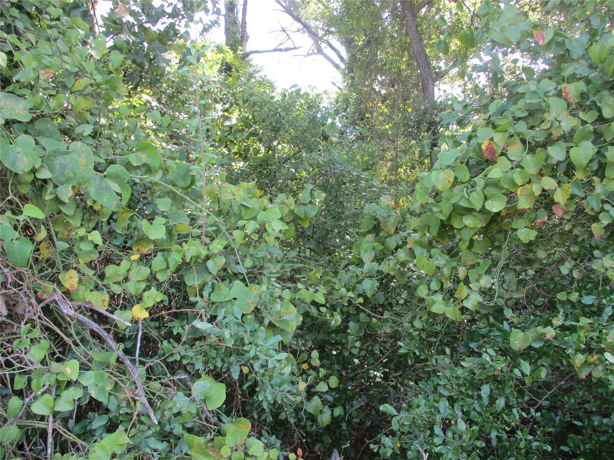 Unimproved Land For Sale in Rains County , TBD RS COUNTY ROAD 4020, Emory, Texas 75440, 0, 0, Garage spaces, 0 Sqft, built in 0, Price $3,180,000, mls#21008391, Real Estate Agent in Emory, Homes For Sale in Rains county, Homes For Sale in Emory, Realtor in Emory Texas, Real Estate Brokerage Independent Realty Texas, Luminita Cordes Realtor