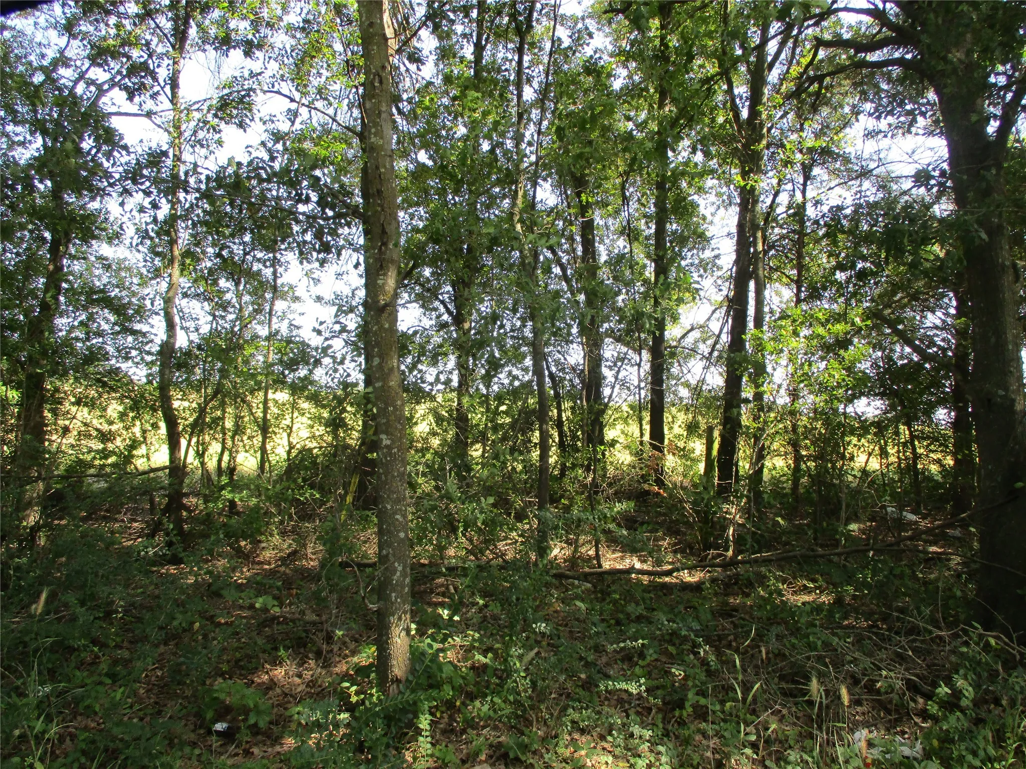 Unimproved Land For Sale in Rains County , TBD RS COUNTY ROAD 4020, Emory, Texas 75440, 0, 0, Garage spaces, 0 Sqft, built in 0, Price $3,180,000, mls#21008391, Real Estate Agent in Emory, Homes For Sale in Rains county, Homes For Sale in Emory, Realtor in Emory Texas, Real Estate Brokerage Independent Realty Texas, Luminita Cordes Realtor