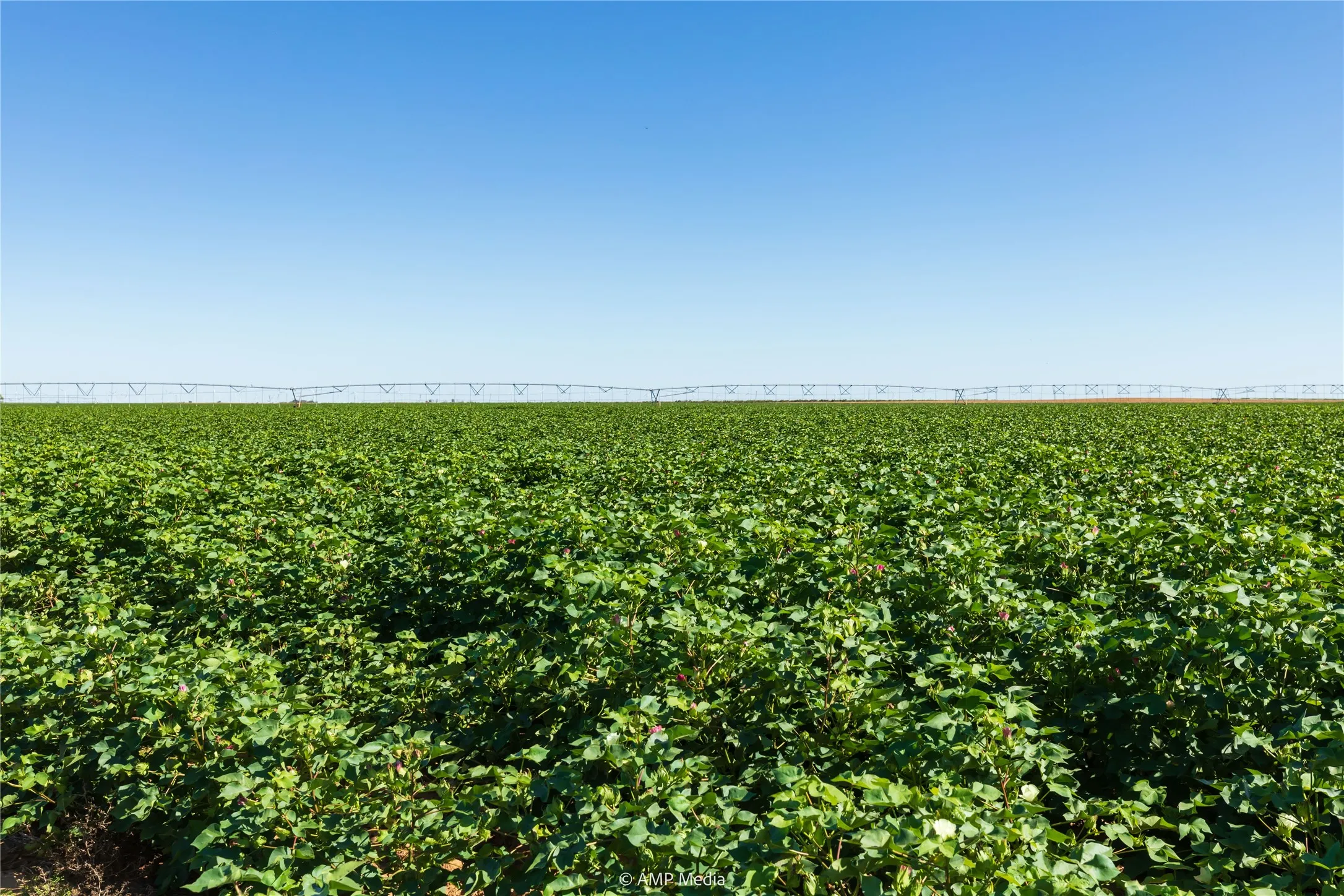 Ranch For Sale in Haskell County , TBD CR 1691, O'brien, Texas 79521, 0, 0, Garage spaces, 0 Sqft, built in 0, Price $1,246,400, mls#21009701, Real Estate Agent in O'brien, Homes For Sale in Haskell county, Homes For Sale in O'brien, Realtor in O'brien Texas, Real Estate Brokerage Independent Realty Texas, Luminita Cordes Realtor