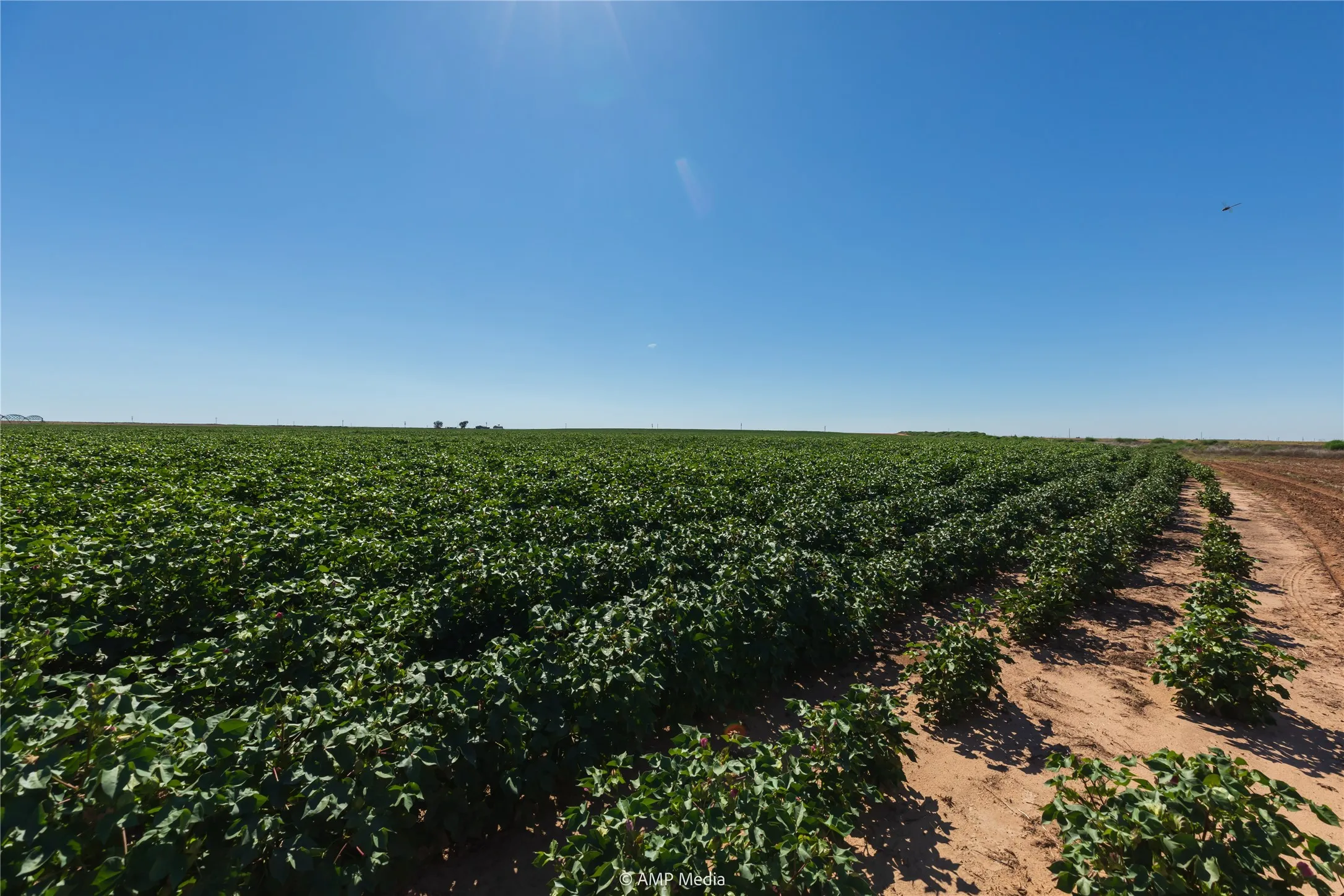 Ranch For Sale in Haskell County , TBD CR 1691, O'brien, Texas 79521, 0, 0, Garage spaces, 0 Sqft, built in 0, Price $1,246,400, mls#21009701, Real Estate Agent in O'brien, Homes For Sale in Haskell county, Homes For Sale in O'brien, Realtor in O'brien Texas, Real Estate Brokerage Independent Realty Texas, Luminita Cordes Realtor