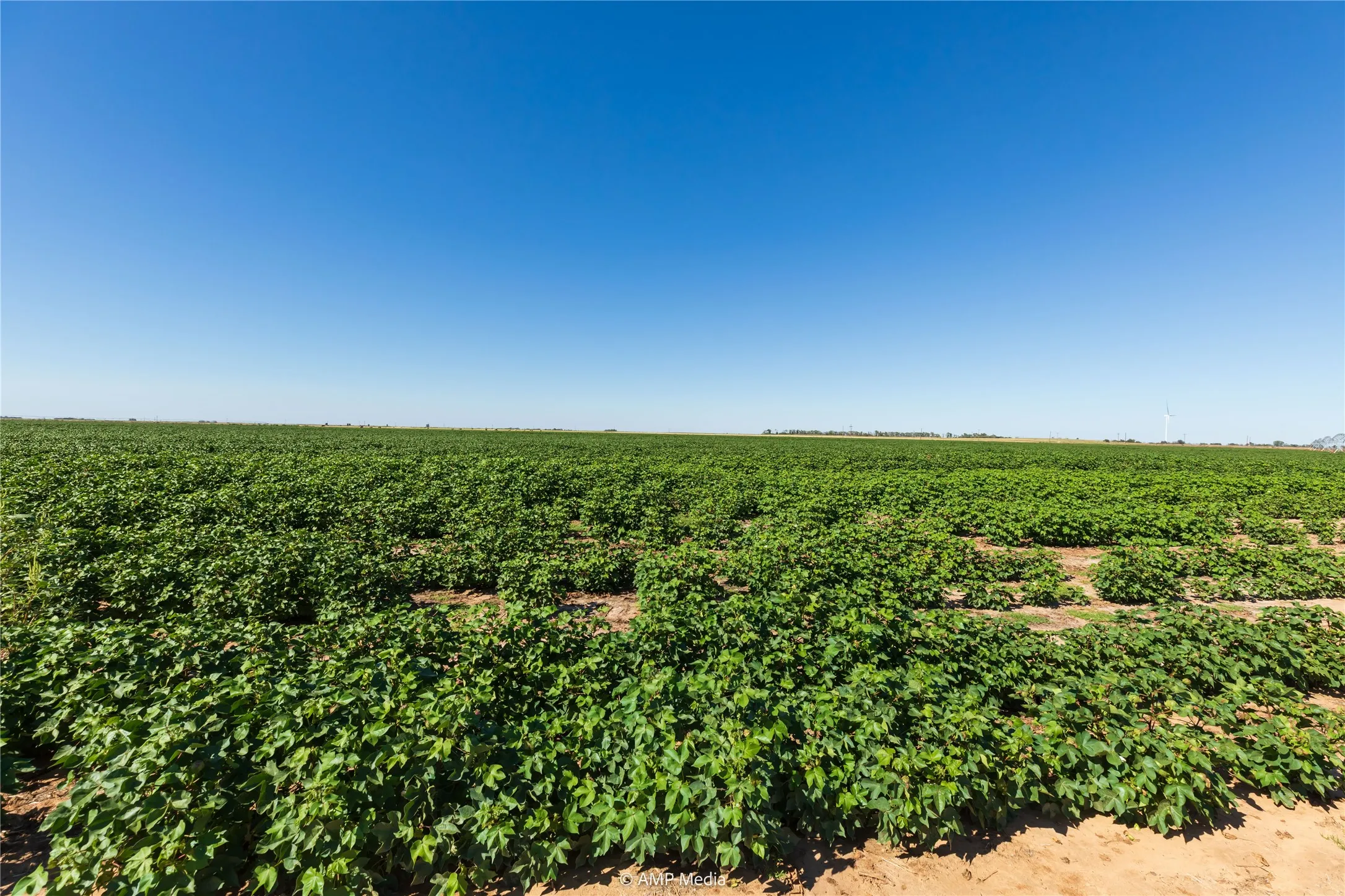 Ranch For Sale in Haskell County , TBD CR 1691, O'brien, Texas 79521, 0, 0, Garage spaces, 0 Sqft, built in 0, Price $1,246,400, mls#21009701, Real Estate Agent in O'brien, Homes For Sale in Haskell county, Homes For Sale in O'brien, Realtor in O'brien Texas, Real Estate Brokerage Independent Realty Texas, Luminita Cordes Realtor