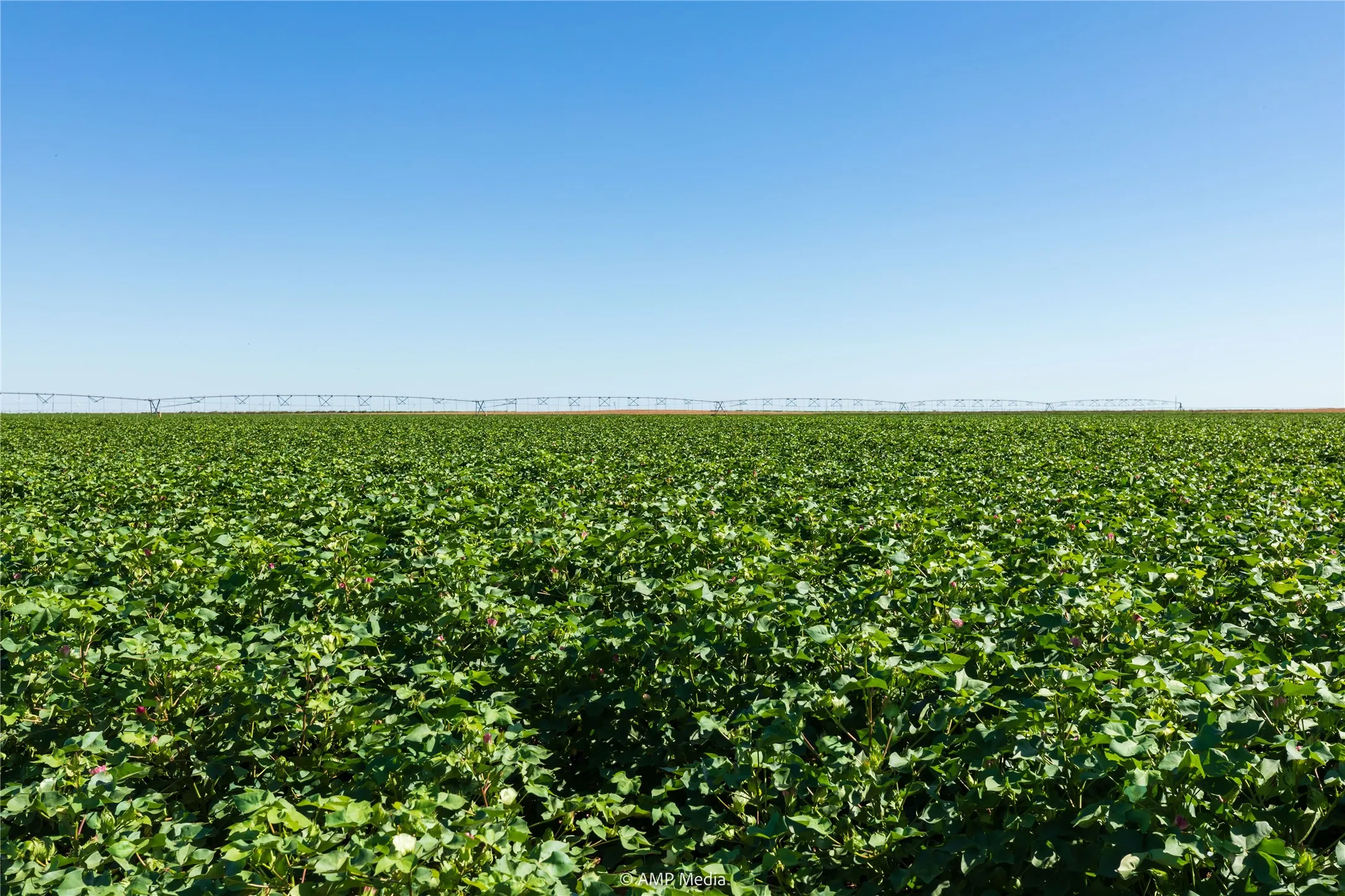 Ranch For Sale in Haskell County , TBD CR 1691, O'brien, Texas 79521, 0, 0, Garage spaces, 0 Sqft, built in 0, Price $1,246,400, mls#21009701, Real Estate Agent in O'brien, Homes For Sale in Haskell county, Homes For Sale in O'brien, Realtor in O'brien Texas, Real Estate Brokerage Independent Realty Texas, Luminita Cordes Realtor