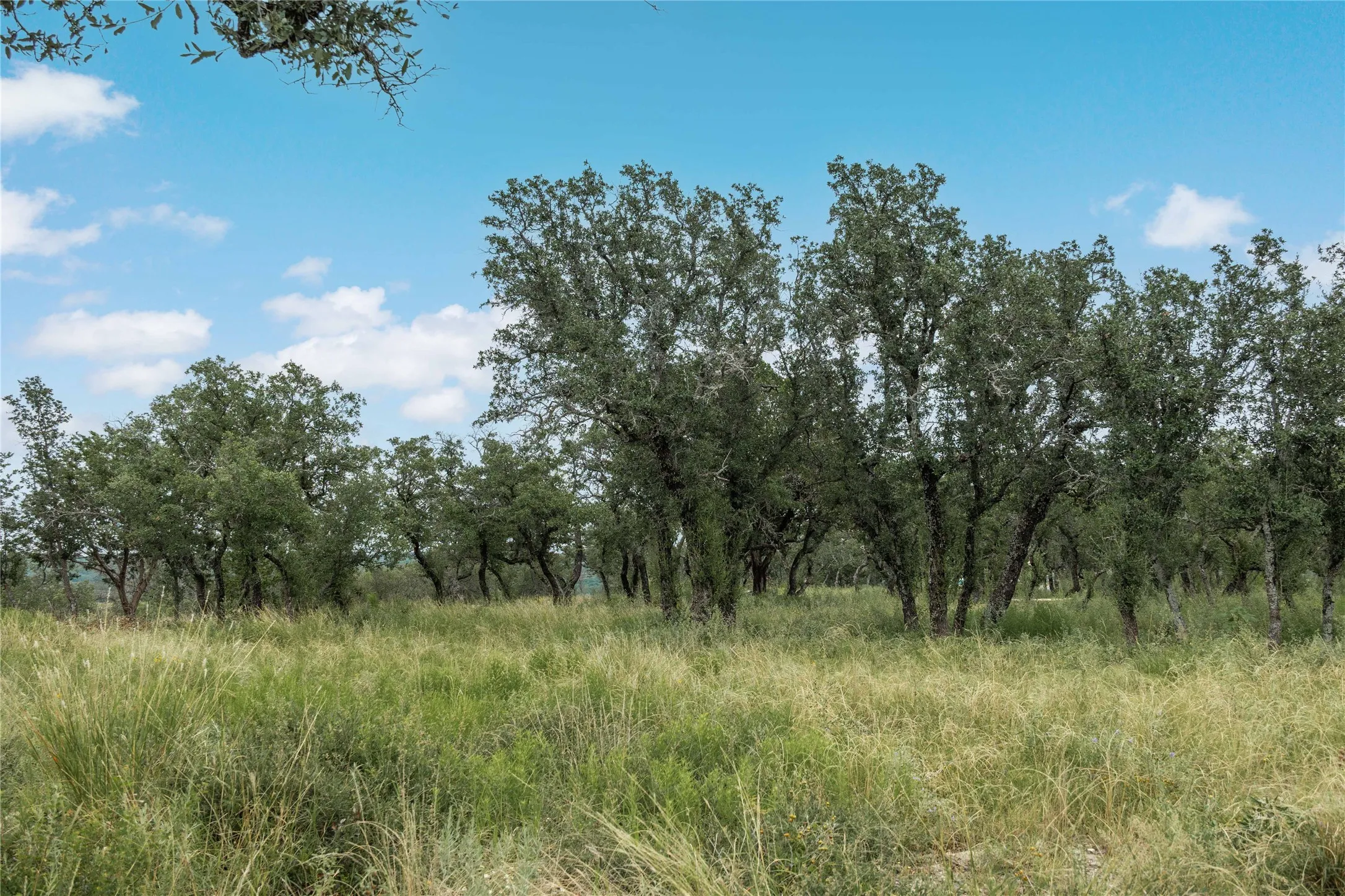 View of local wilderness