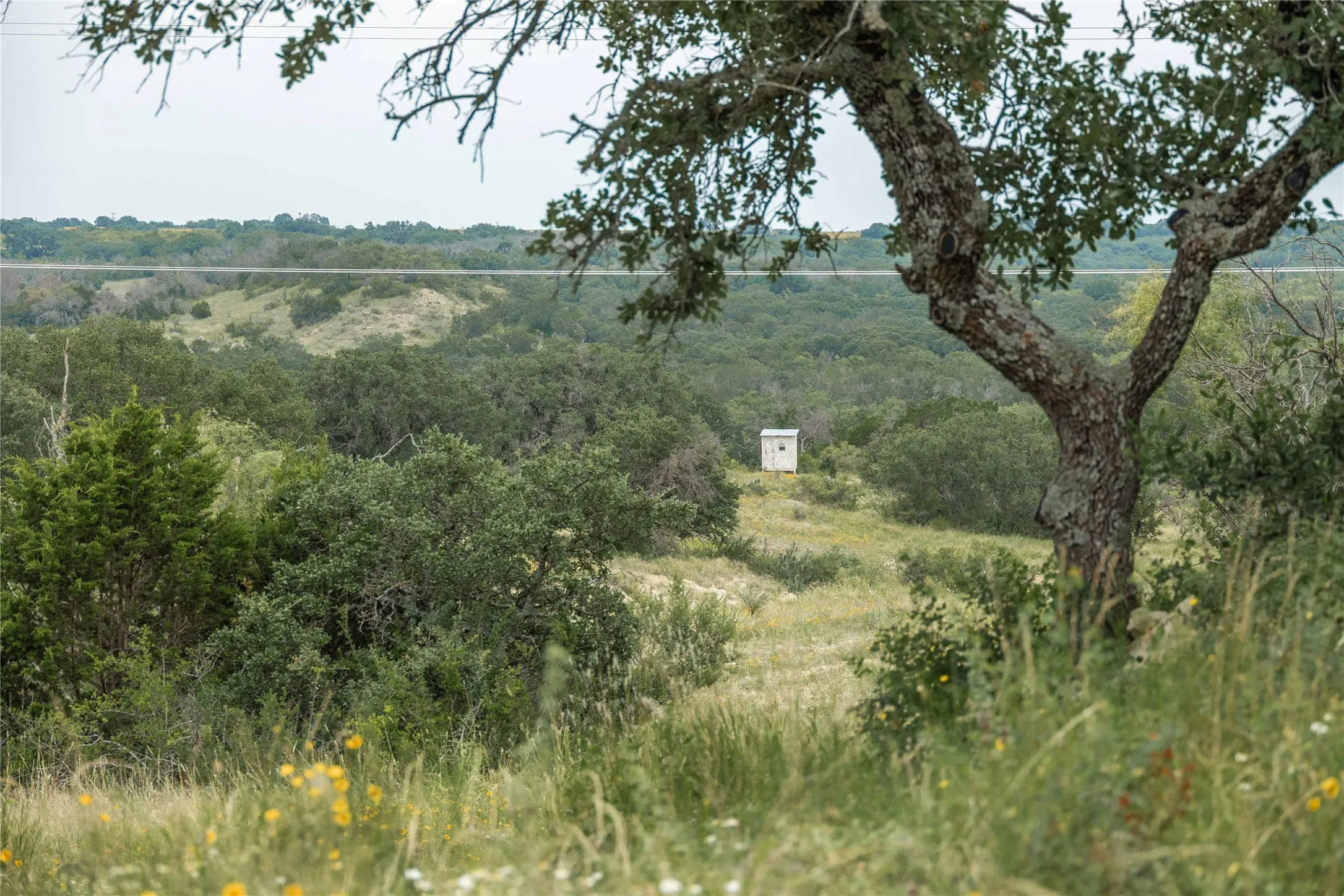 View of wooded area