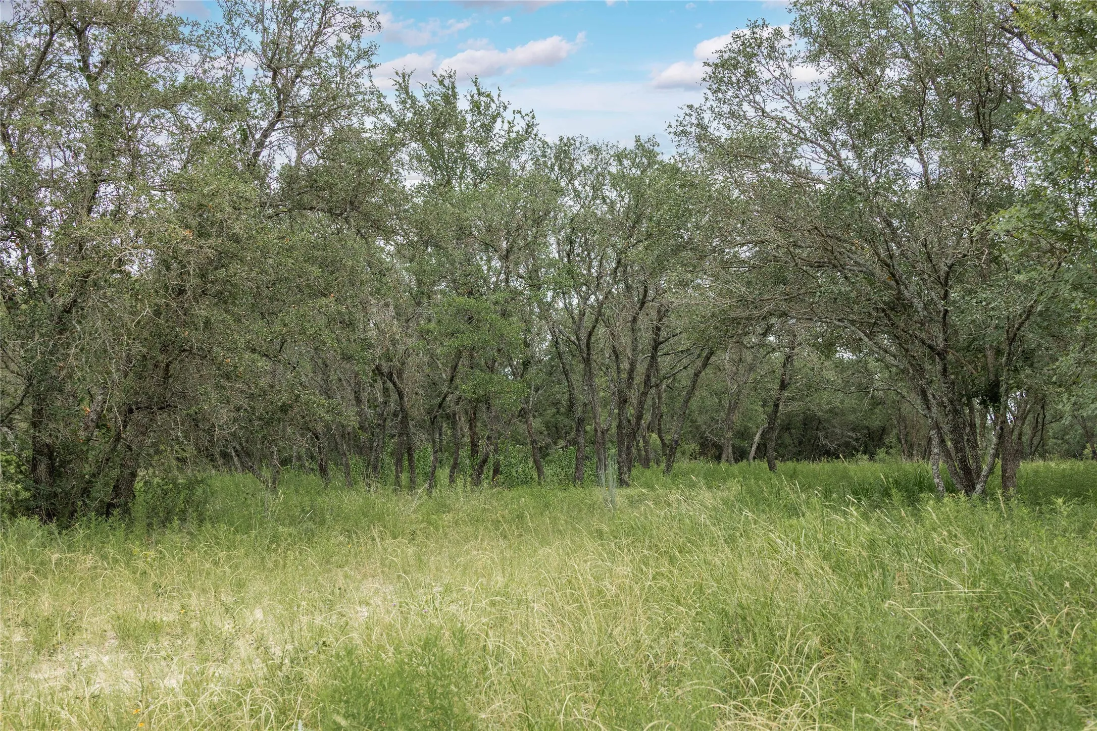 View of wooded area