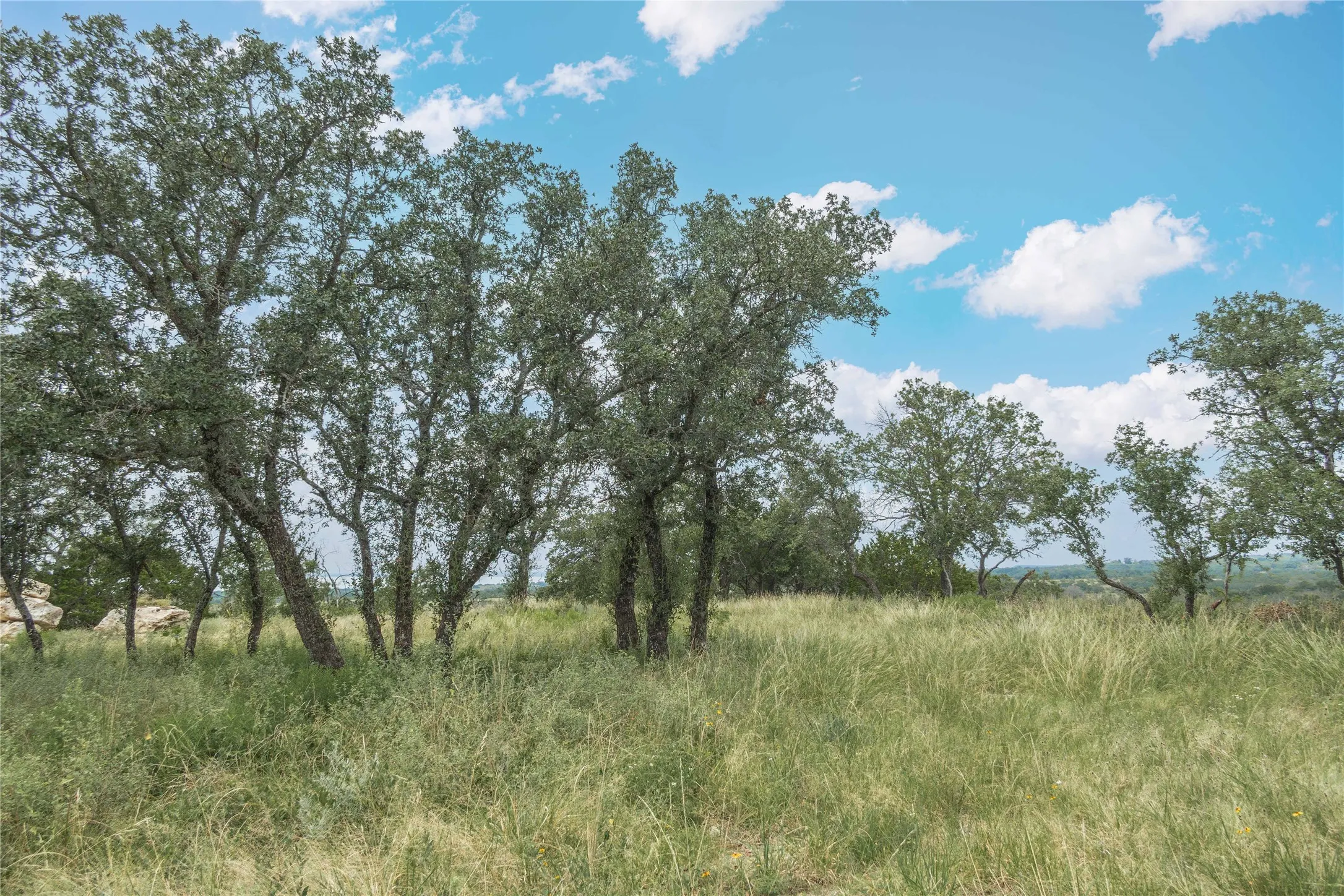 View of local wilderness