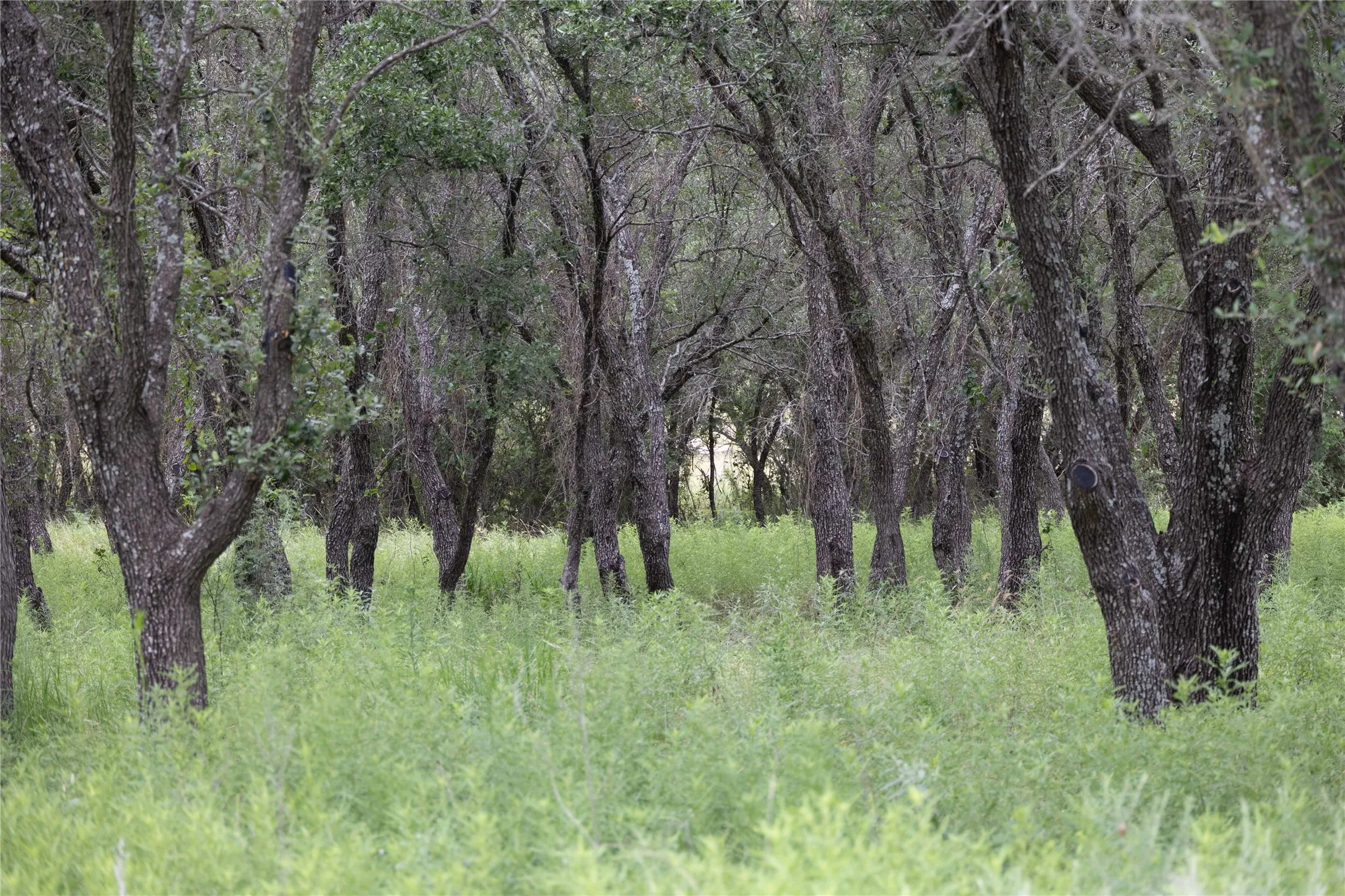 View of undeveloped land