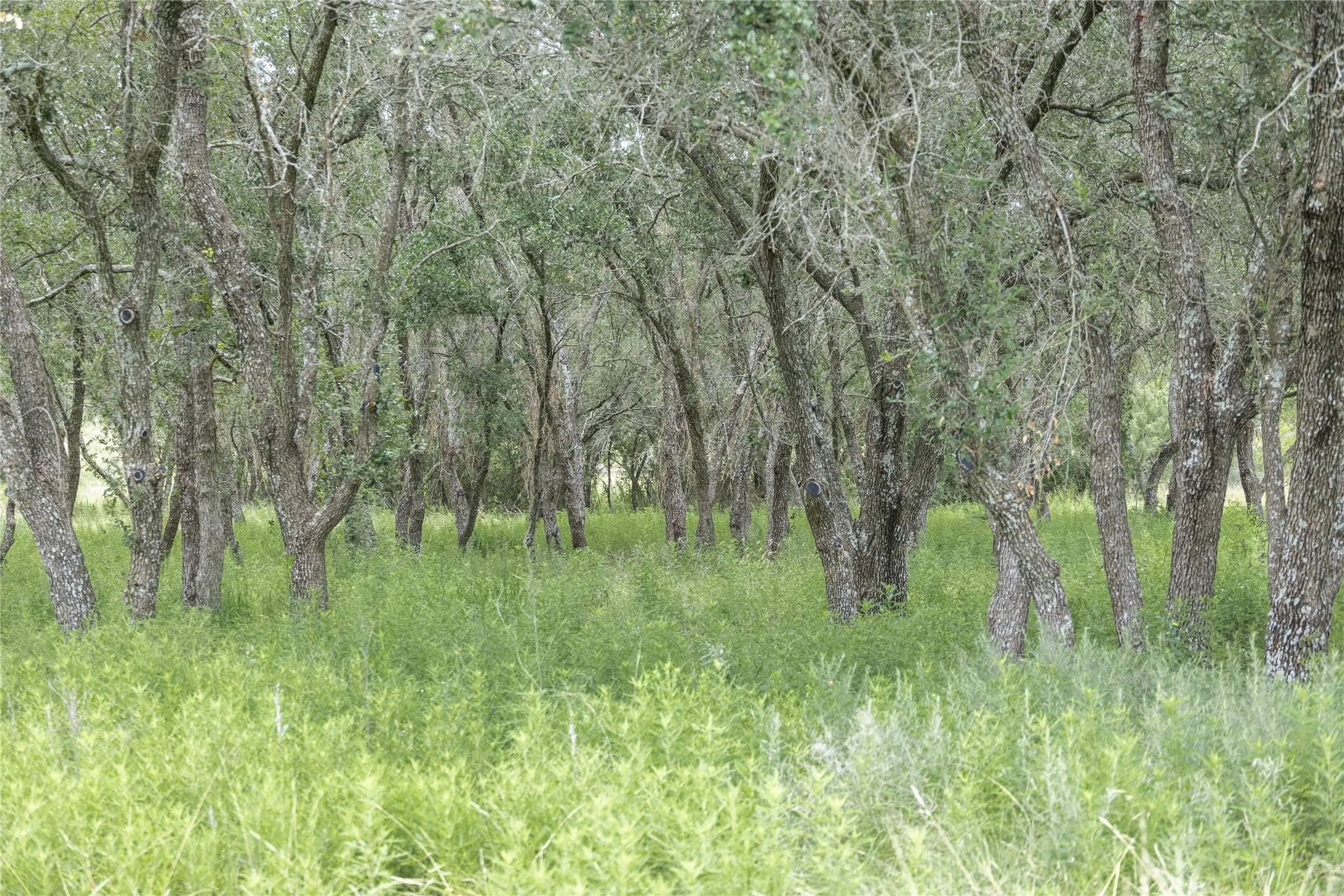 View of local wilderness