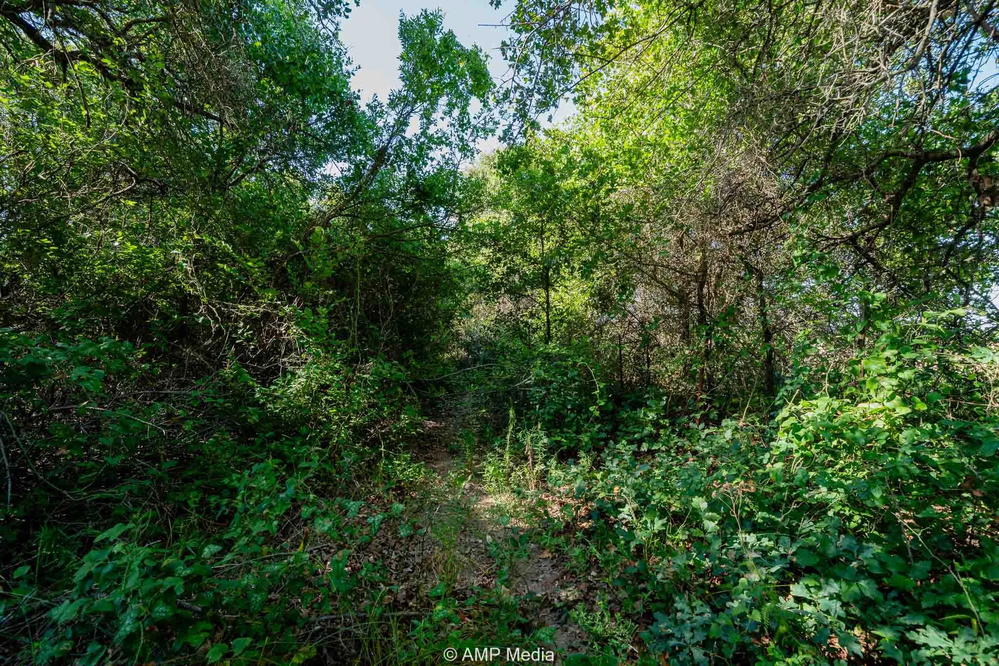 View of local wilderness