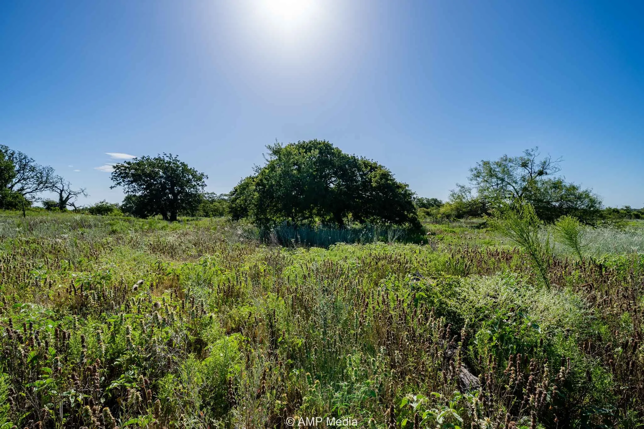 View of nature