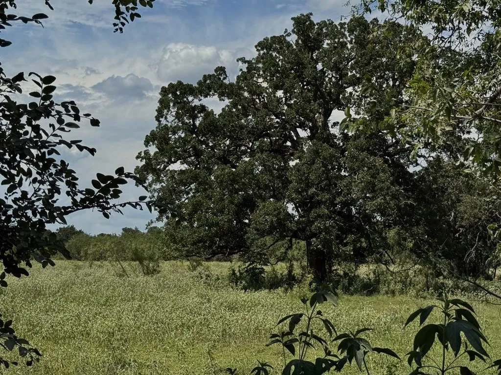 Farm For Sale in Falls County , TBD HWY 6, Riesel, Texas 76682, 3 Bedrooms, 1 Bathroom, Garage spaces, 1,386 Sqft, built in 1950, Price $375,000, mls#21021886, Real Estate Agent in Riesel, Homes For Sale in Falls county, Homes For Sale in Riesel, Realtor in Riesel Texas, Real Estate Brokerage Independent Realty Texas, Luminita Cordes Realtor