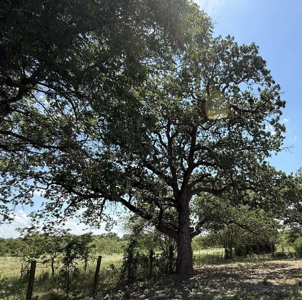 Farm For Sale in Falls County , TBD HWY 6, Riesel, Texas 76682, 3 Bedrooms, 1 Bathroom, Garage spaces, 1,386 Sqft, built in 1950, Price $375,000, mls#21021886, Real Estate Agent in Riesel, Homes For Sale in Falls county, Homes For Sale in Riesel, Realtor in Riesel Texas, Real Estate Brokerage Independent Realty Texas, Luminita Cordes Realtor
