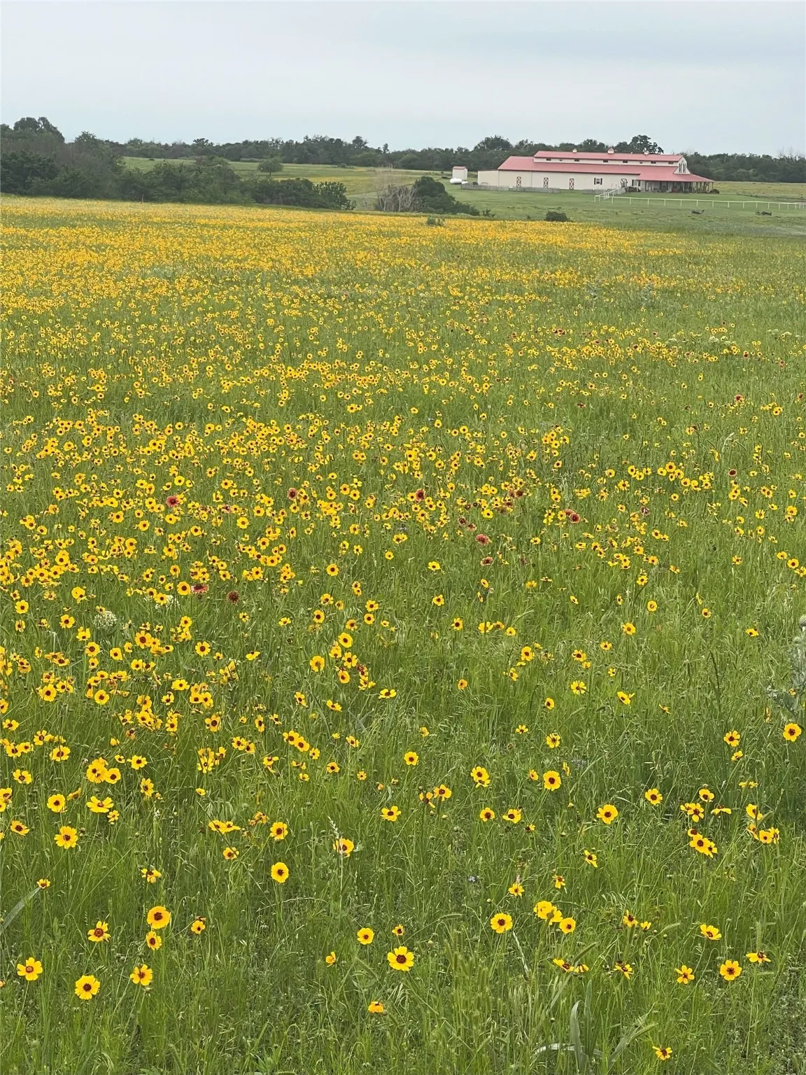 View of some of the beautiful wild flowers on the property