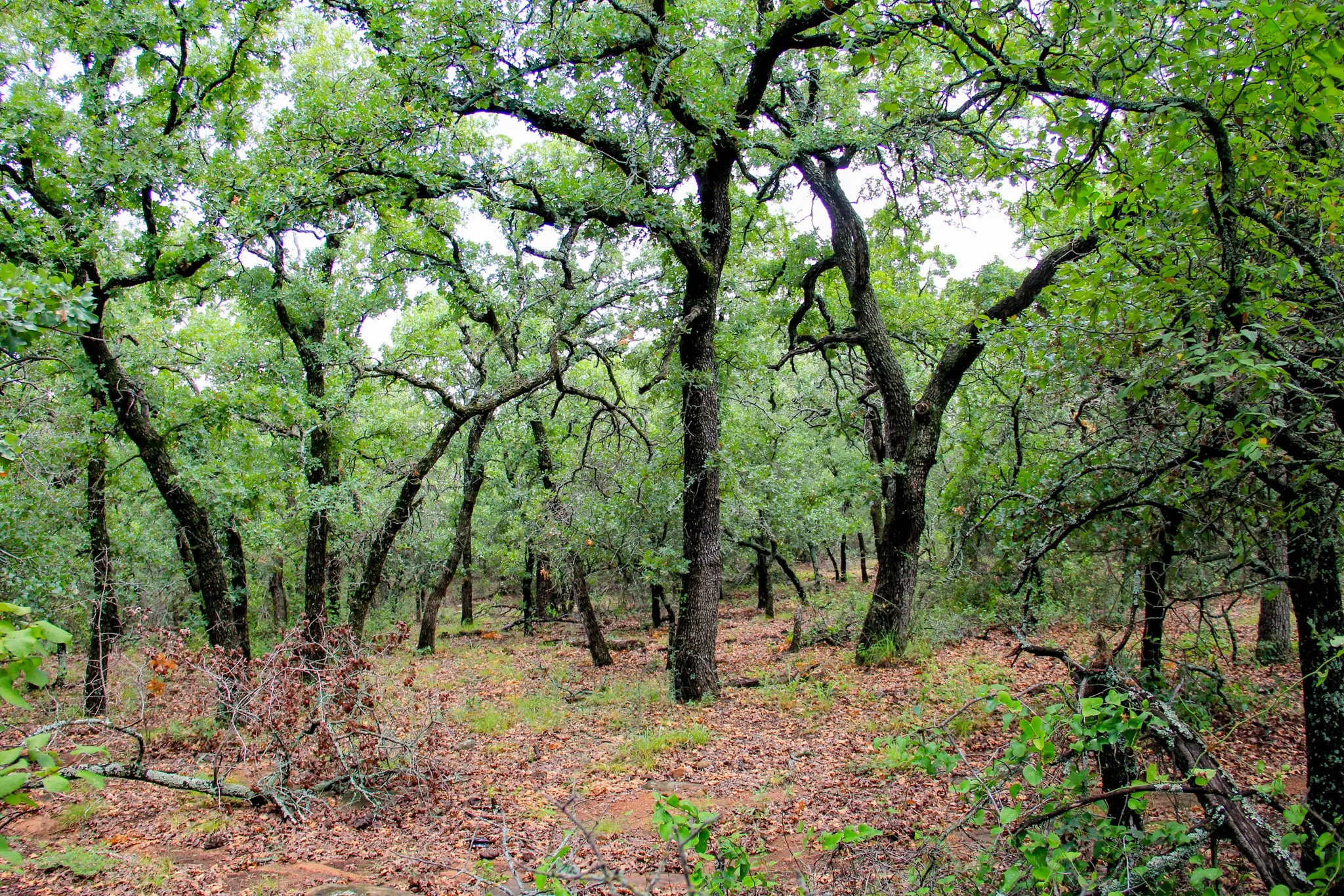 Ranch For Sale in Jack County , TBD N College Street, Bryson, Texas 76427, 0, 0, Garage spaces, 0 Sqft, built in 0, mls#21024779, Real Estate Agent in Bryson, Homes For Sale in Jack county, Homes For Sale in Bryson, Realtor in Bryson Texas, Real Estate Brokerage Independent Realty Texas, Luminita Cordes Realtor